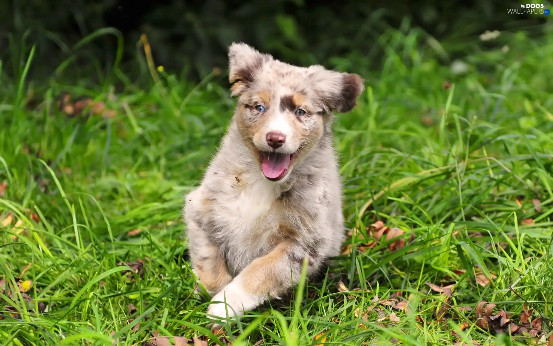 doggy, grass, cheerful