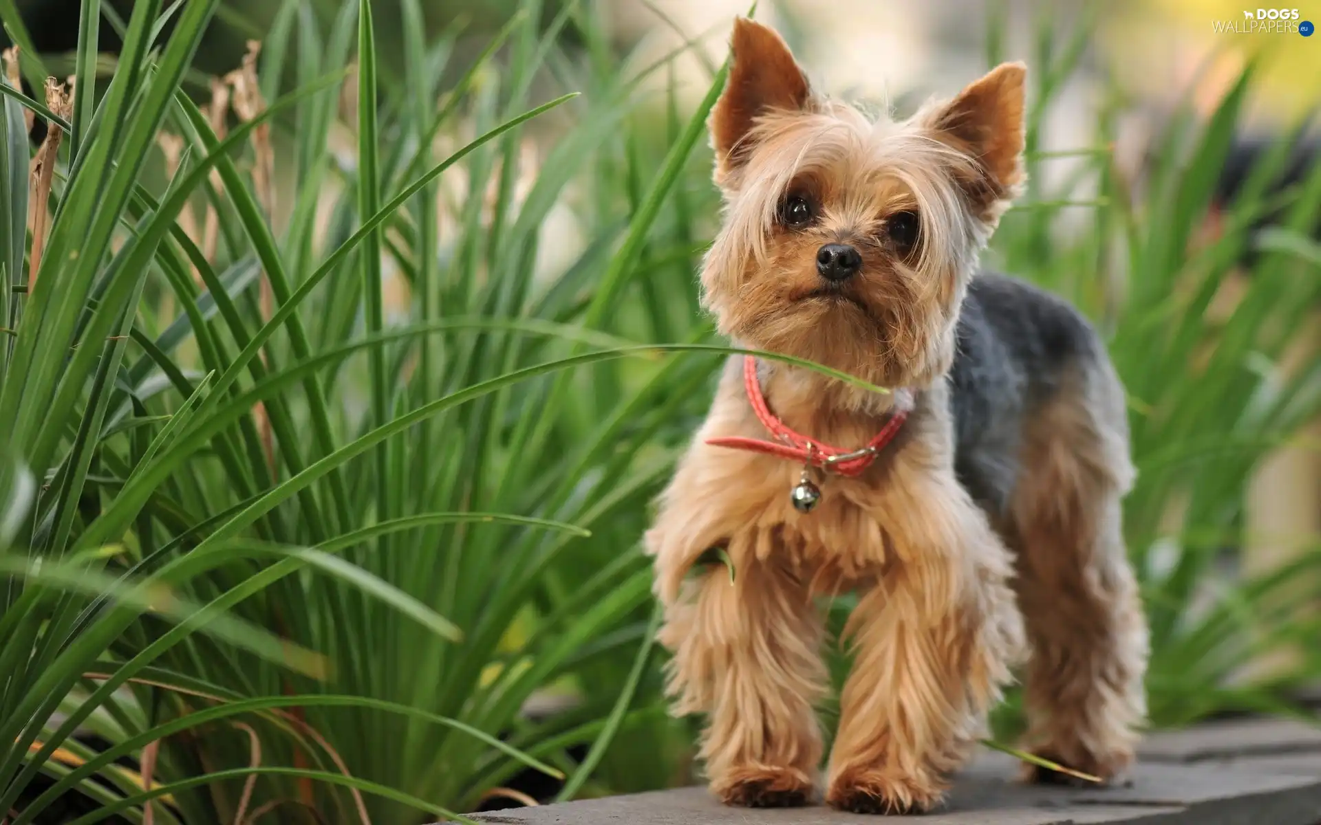 grass, dog-collar, doggy, York