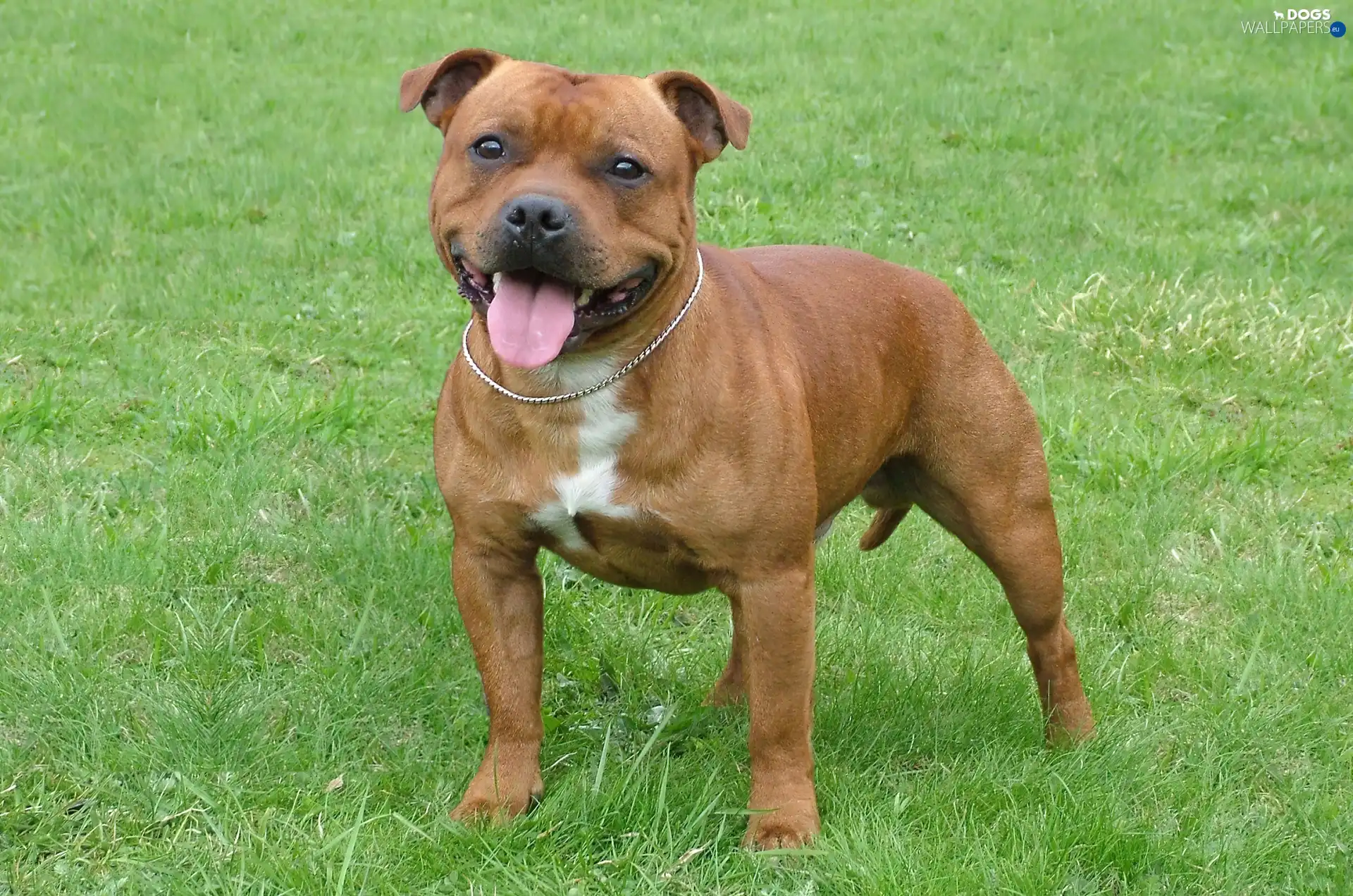 doggy, grass, ginger