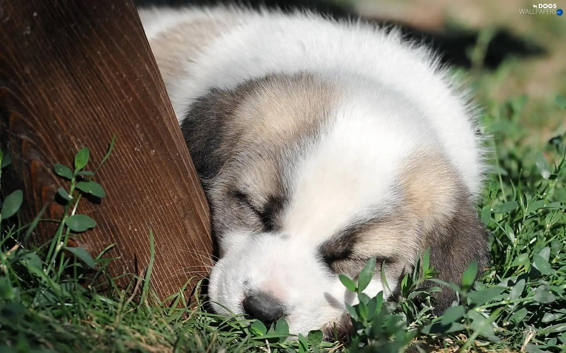 doggy, grass, sleepy