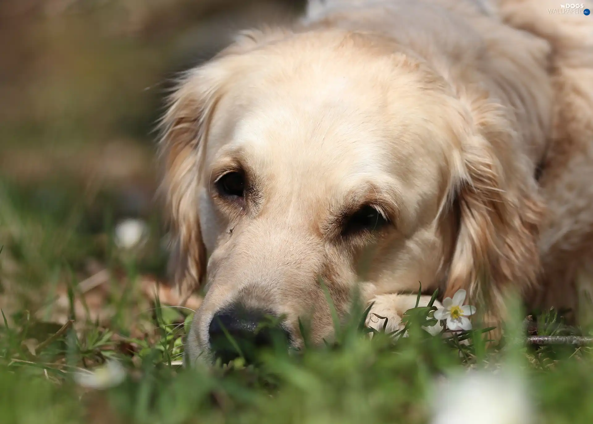 doggy, grass, White