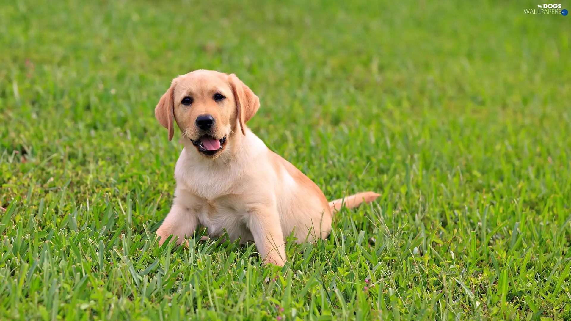 doggy, grass, young