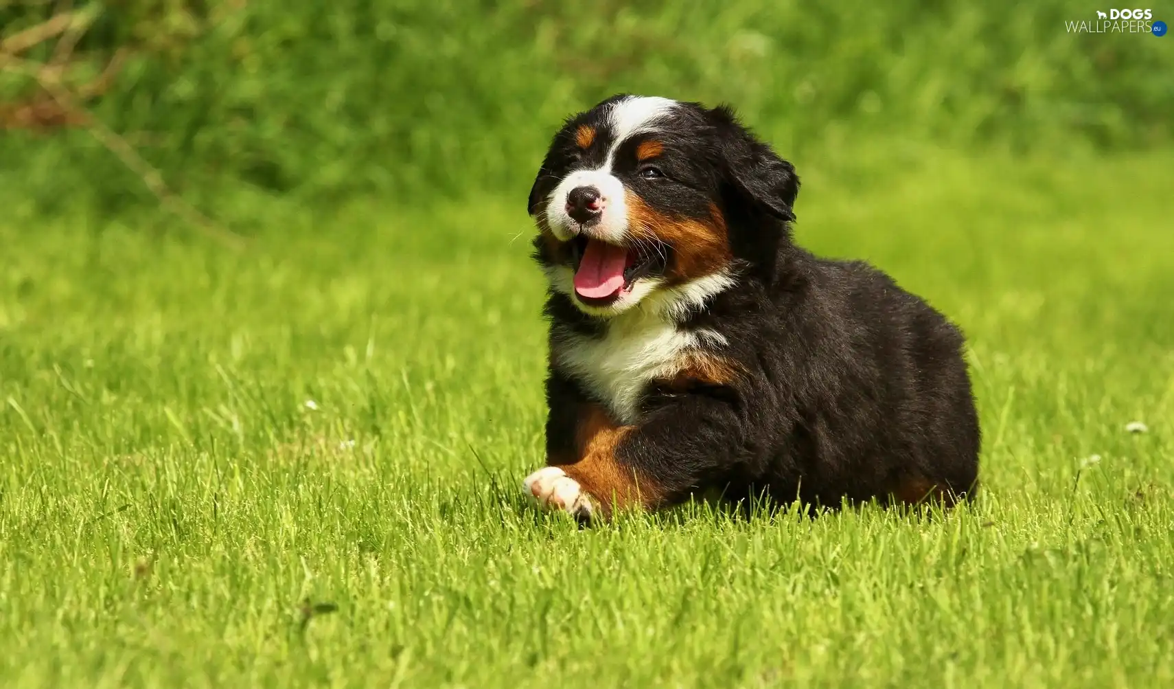 grass, doggy