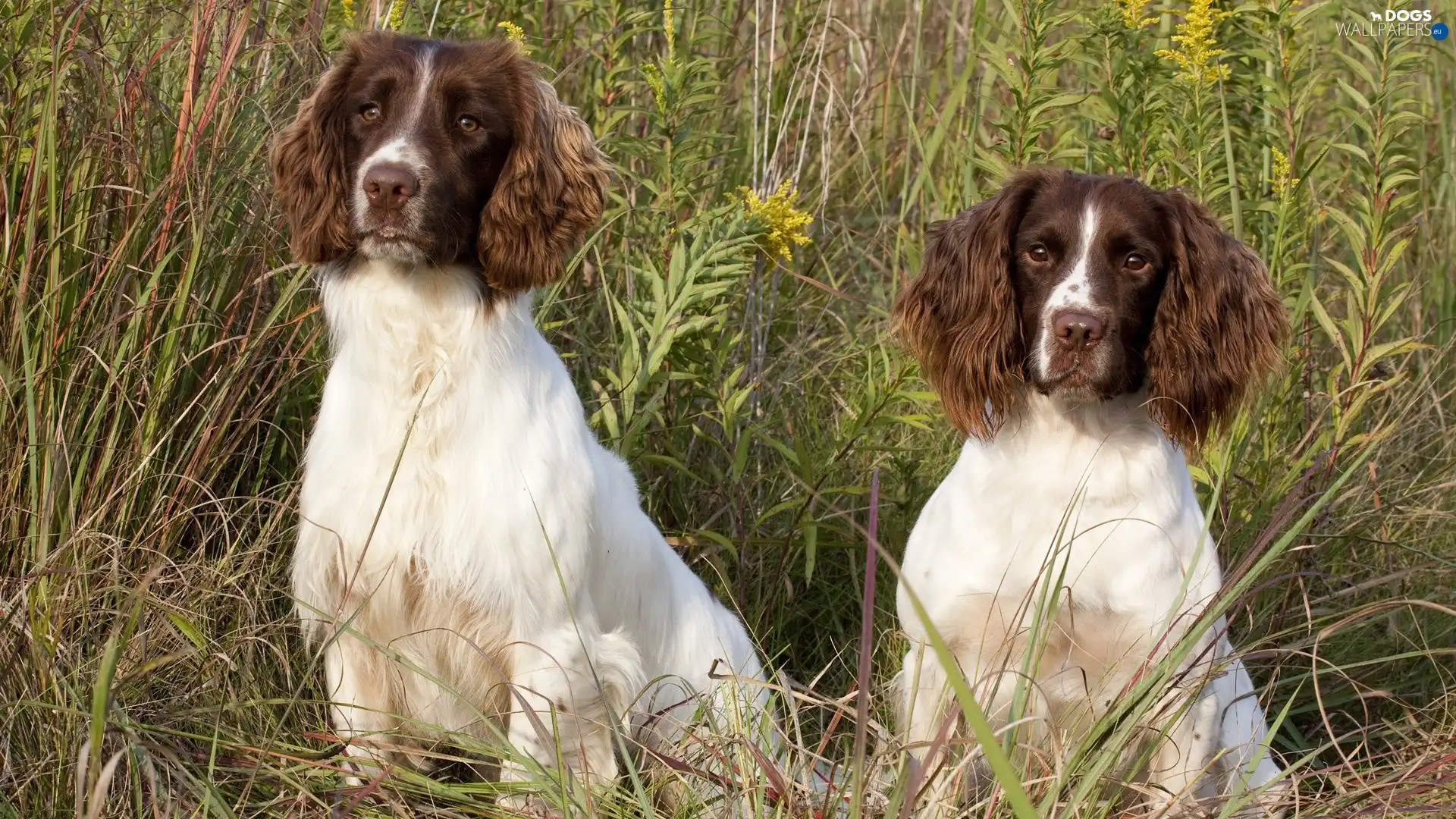 Dogs, grass, identical