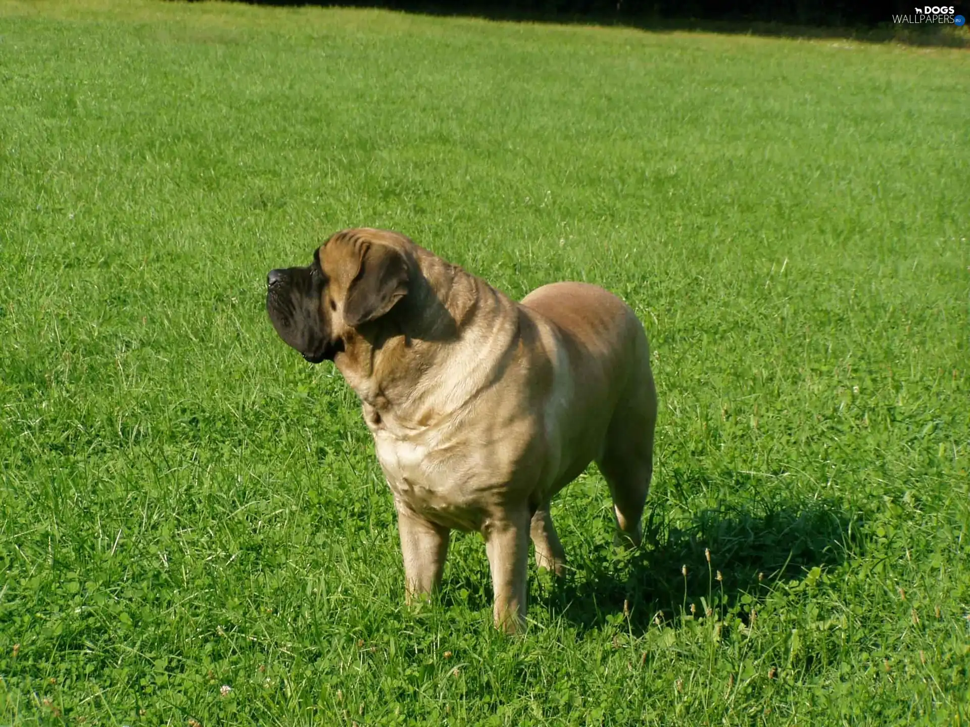 grass, juicy, Big, English mastiff