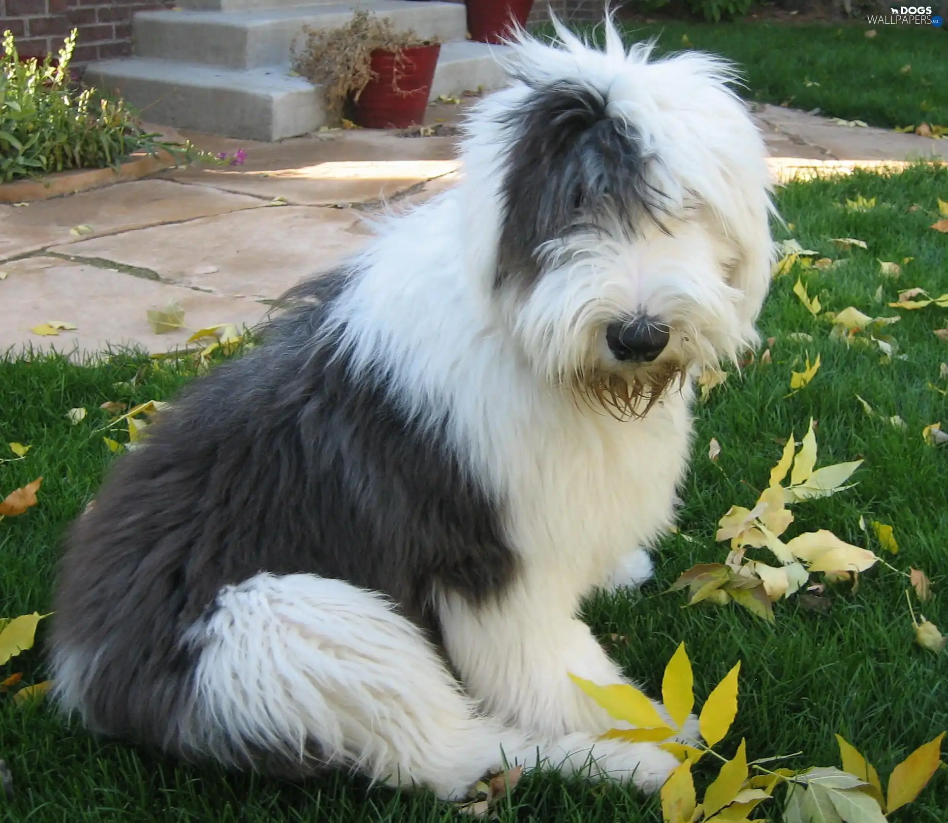 grass, Leaf, Old English Sheepdog