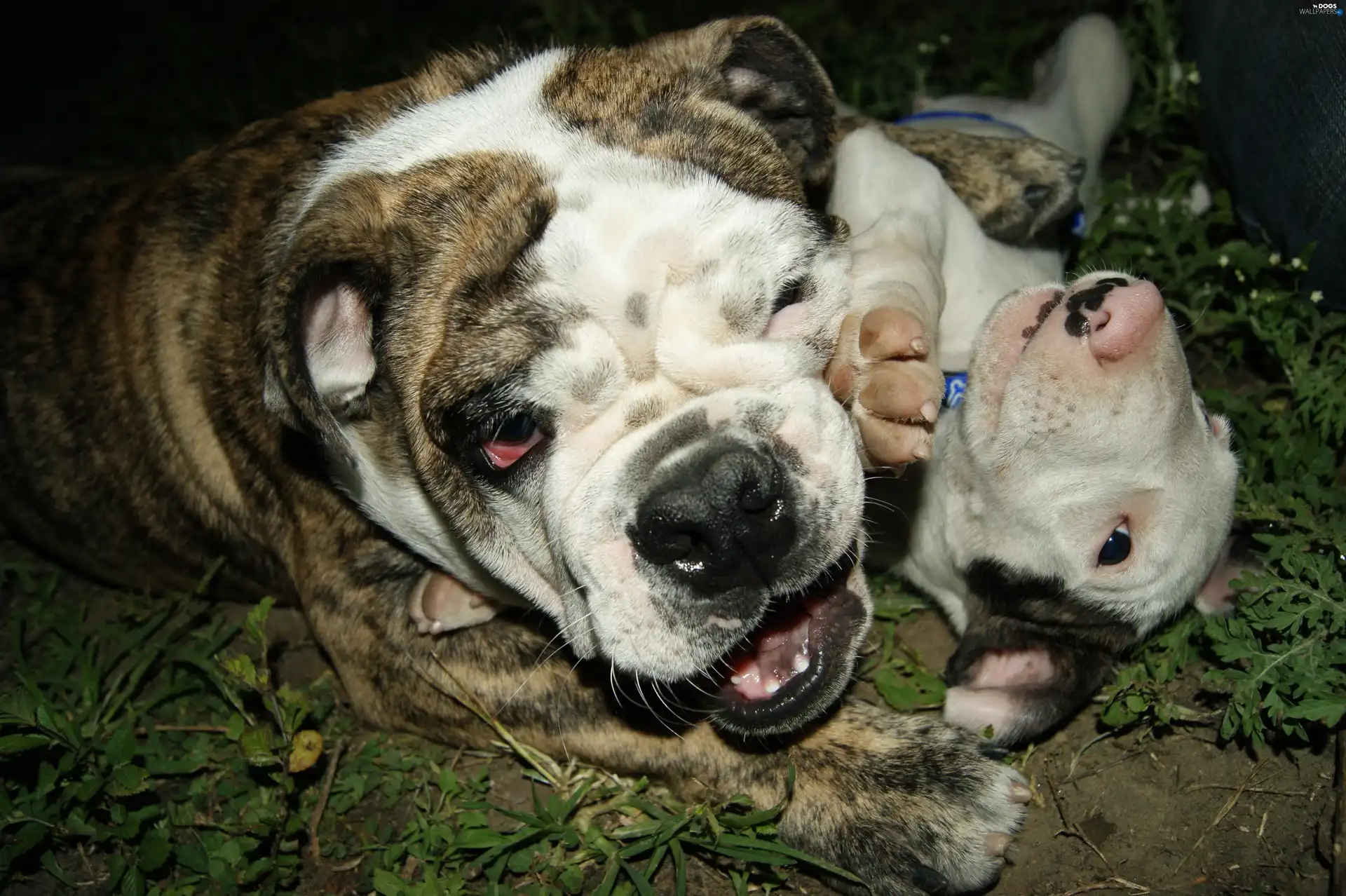 grass, play, English Bulldog