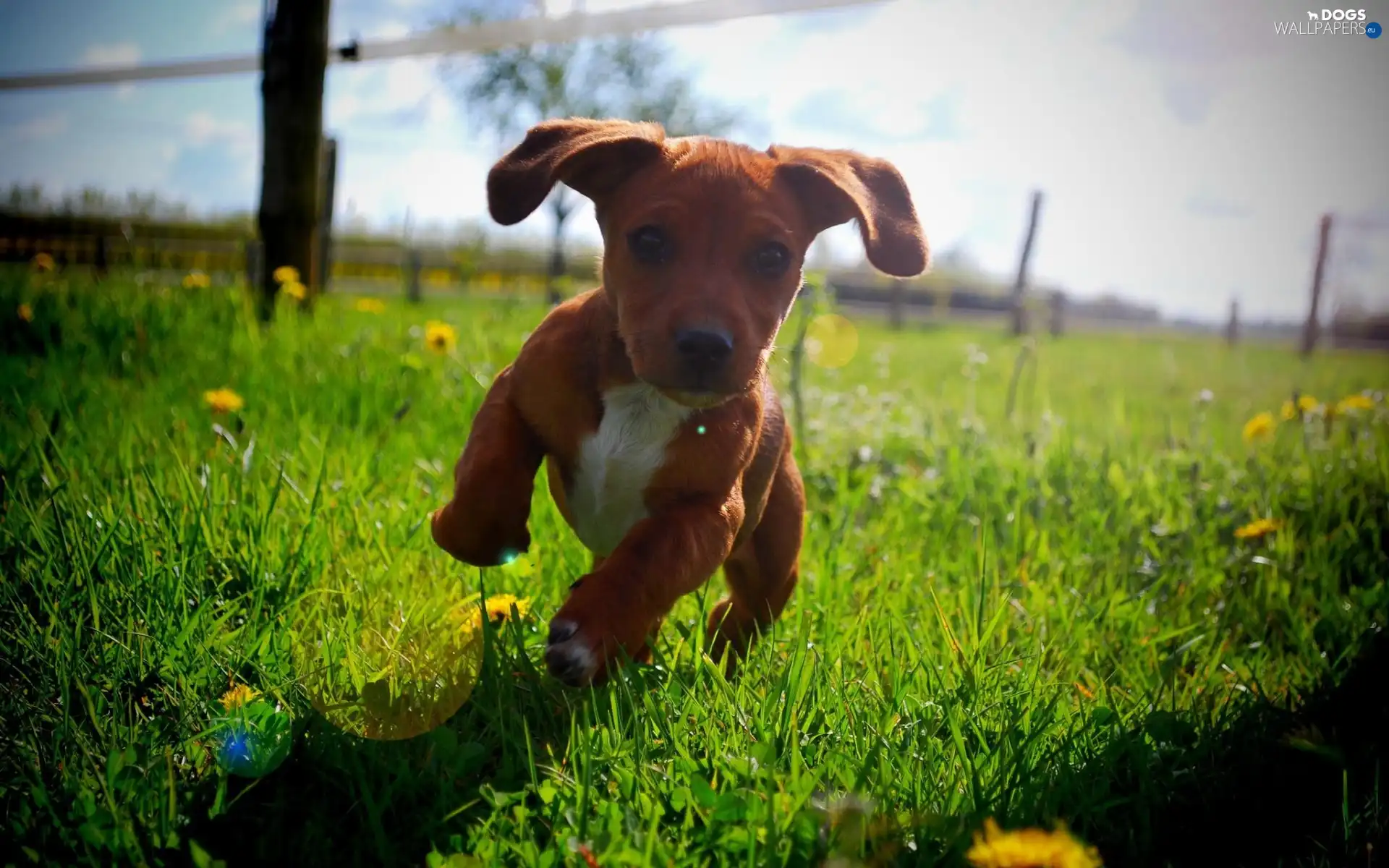 grass, Meadow, dog, Flowers, Puppy