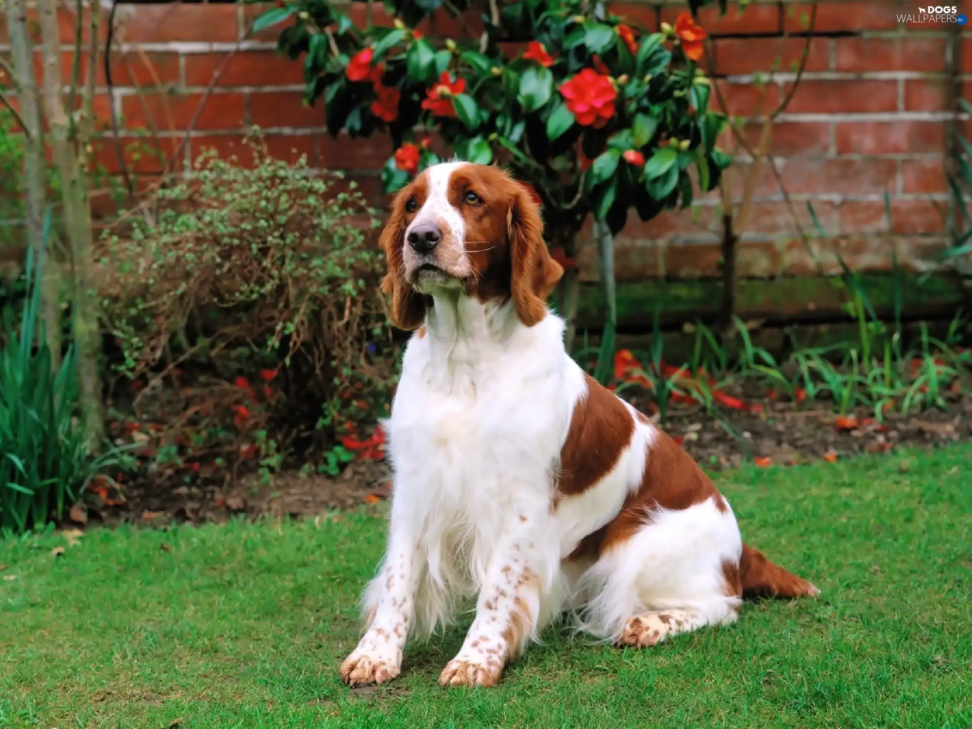 Garden, grass, dog