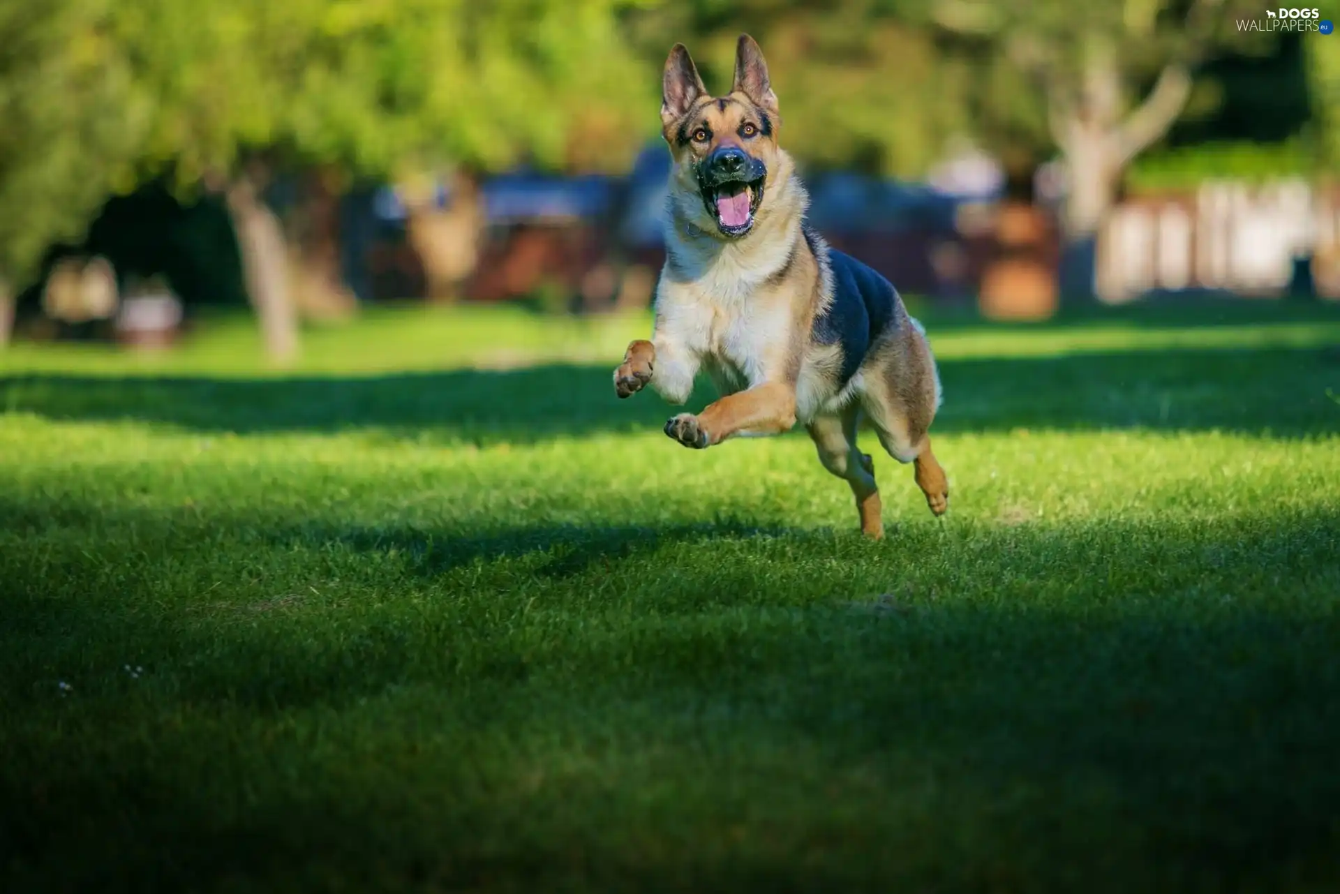 gear, grass, dog