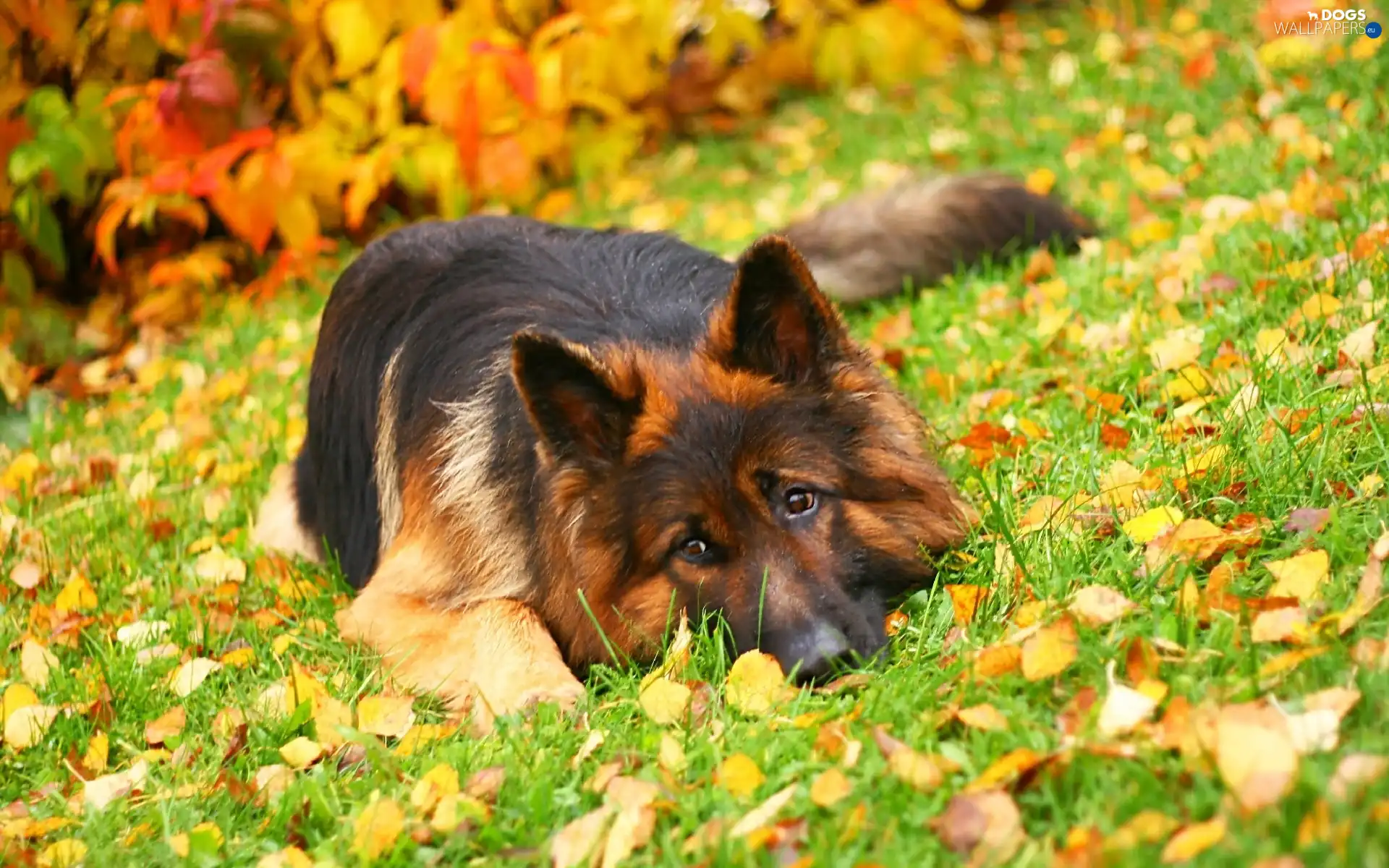 grass, Leaf, German Shepherd