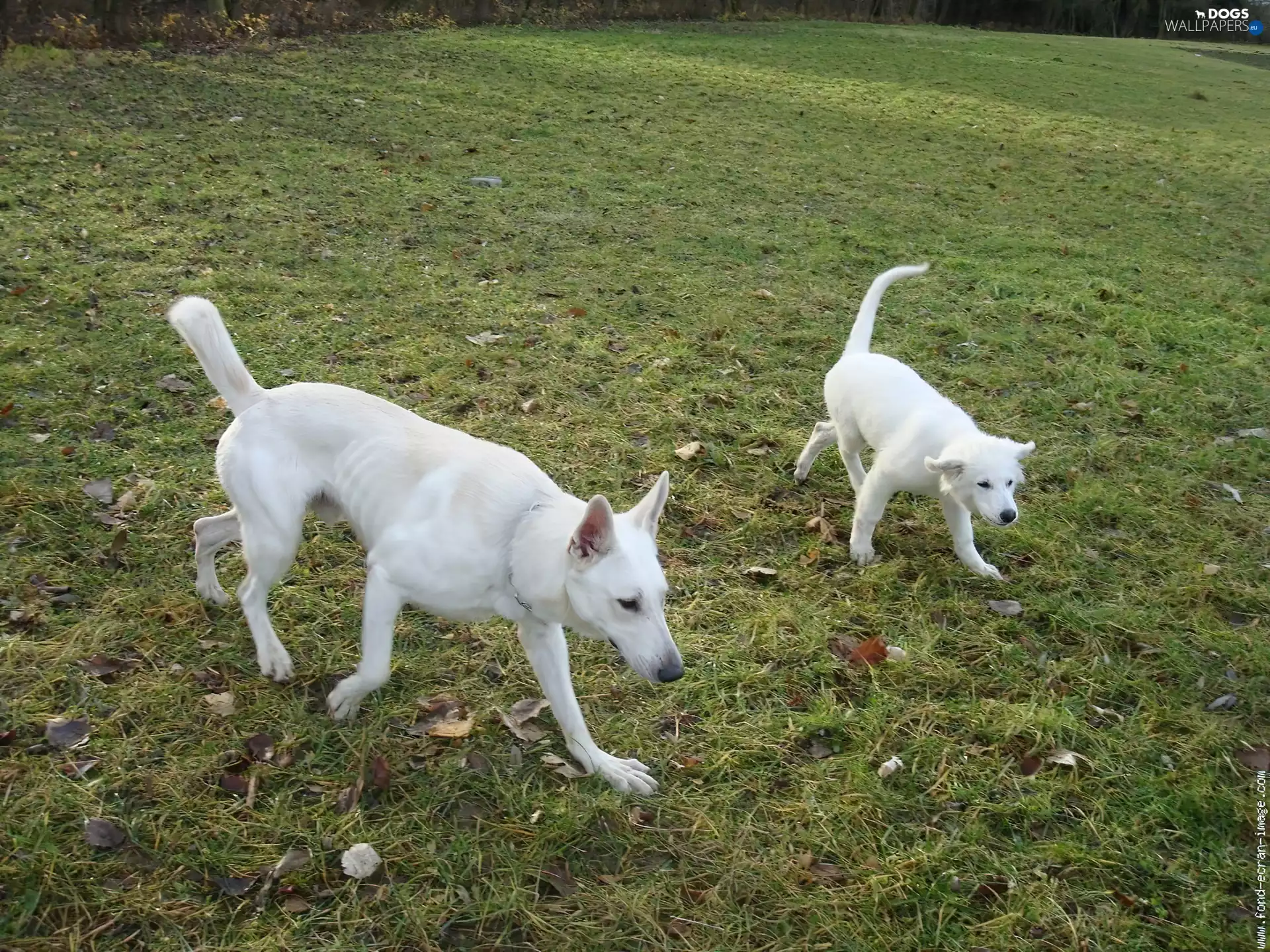 Two cars, Green, grass, Shepherds US-Canadian