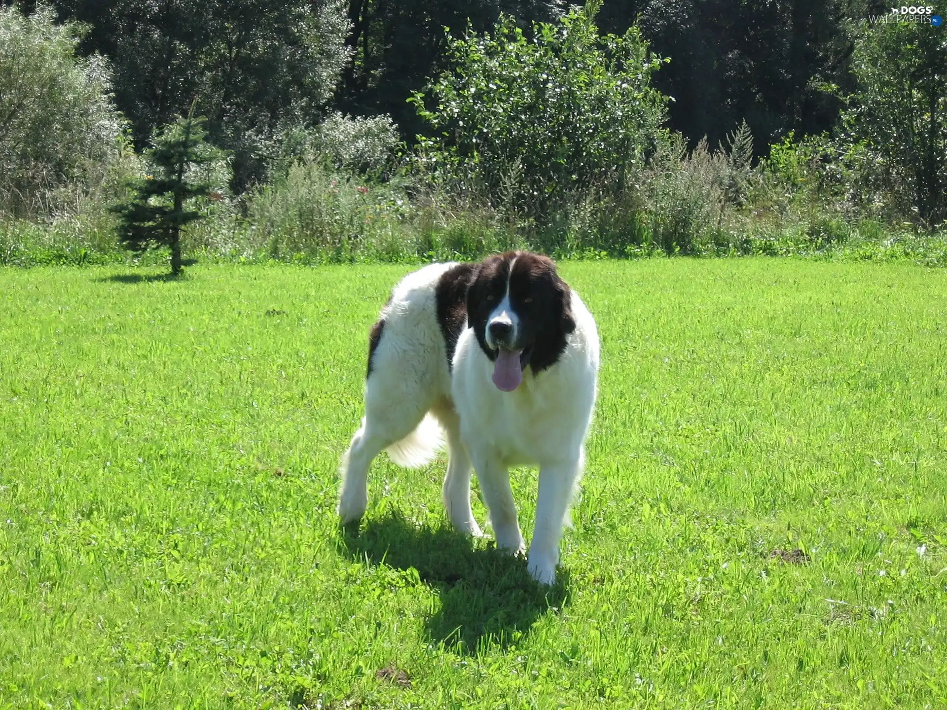 Green, grass, Landseer