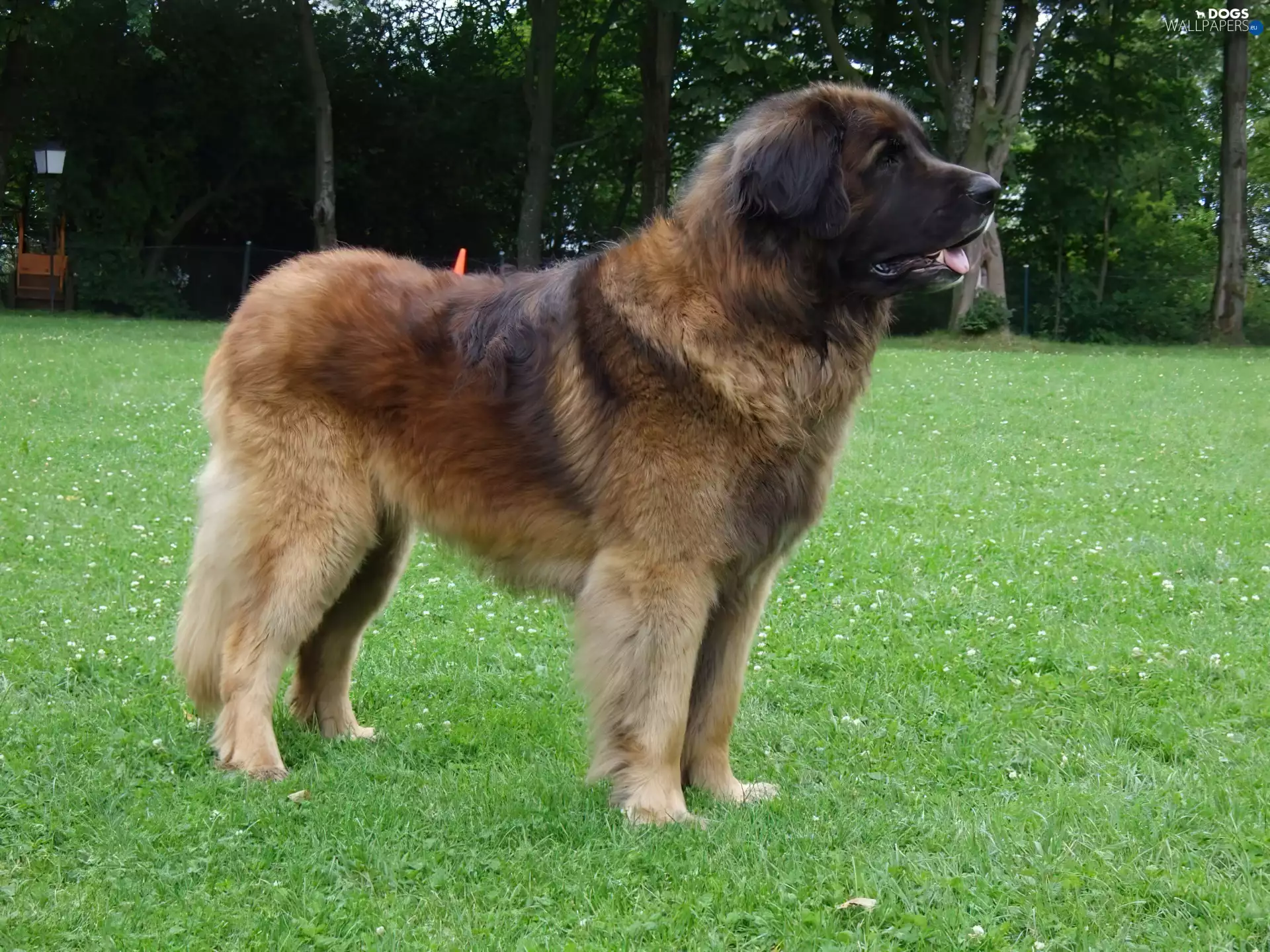 grass, Leonberger, Green