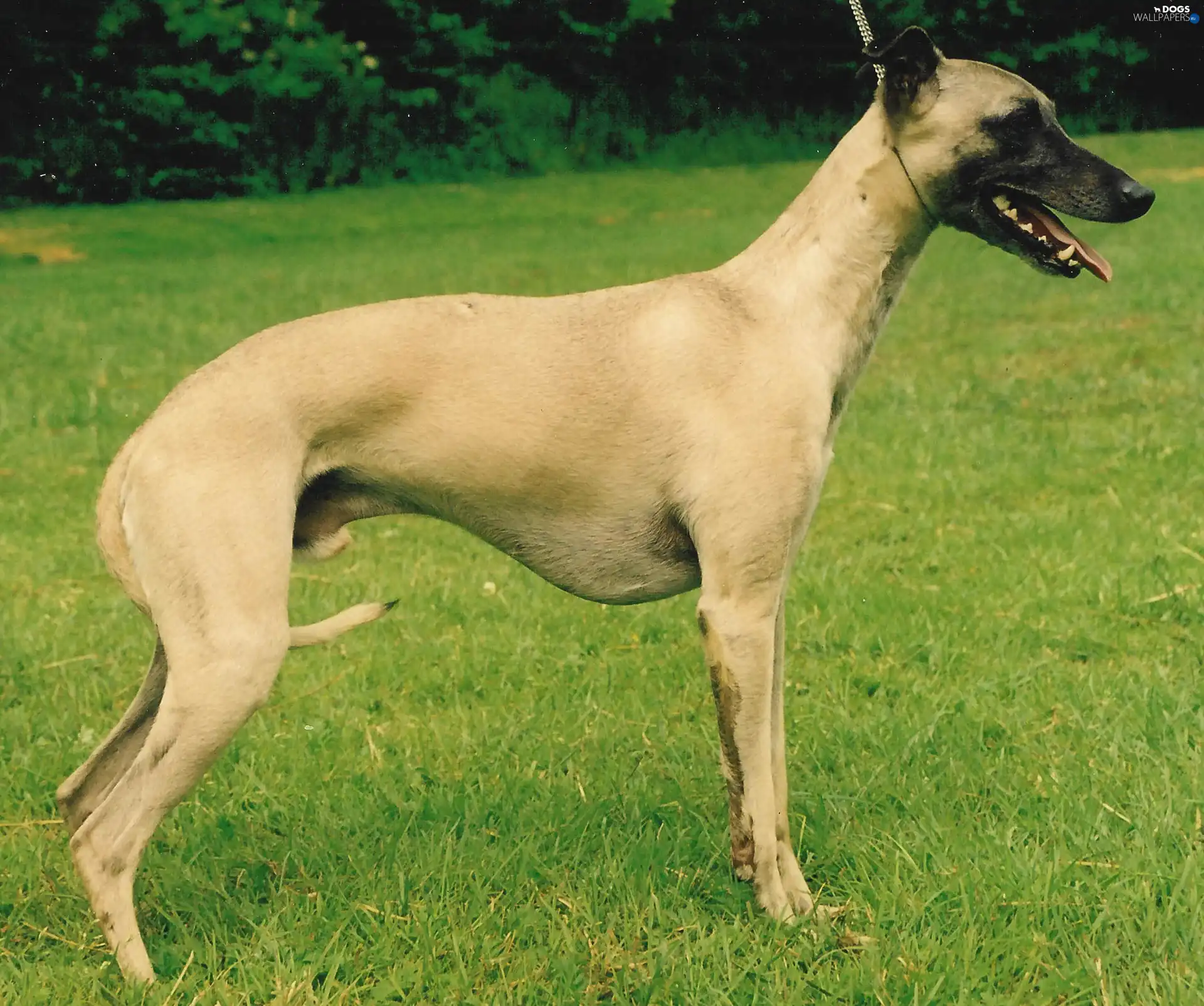 Green, grass, Whippet