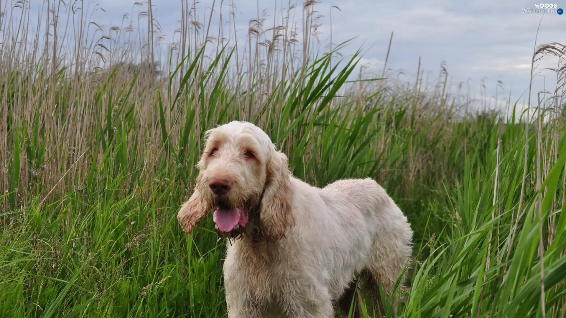 Meadow, grass, Hairs, dog, pointer