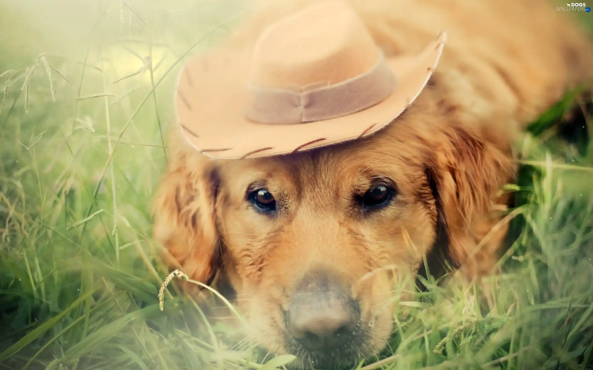 hat, grass, doggy