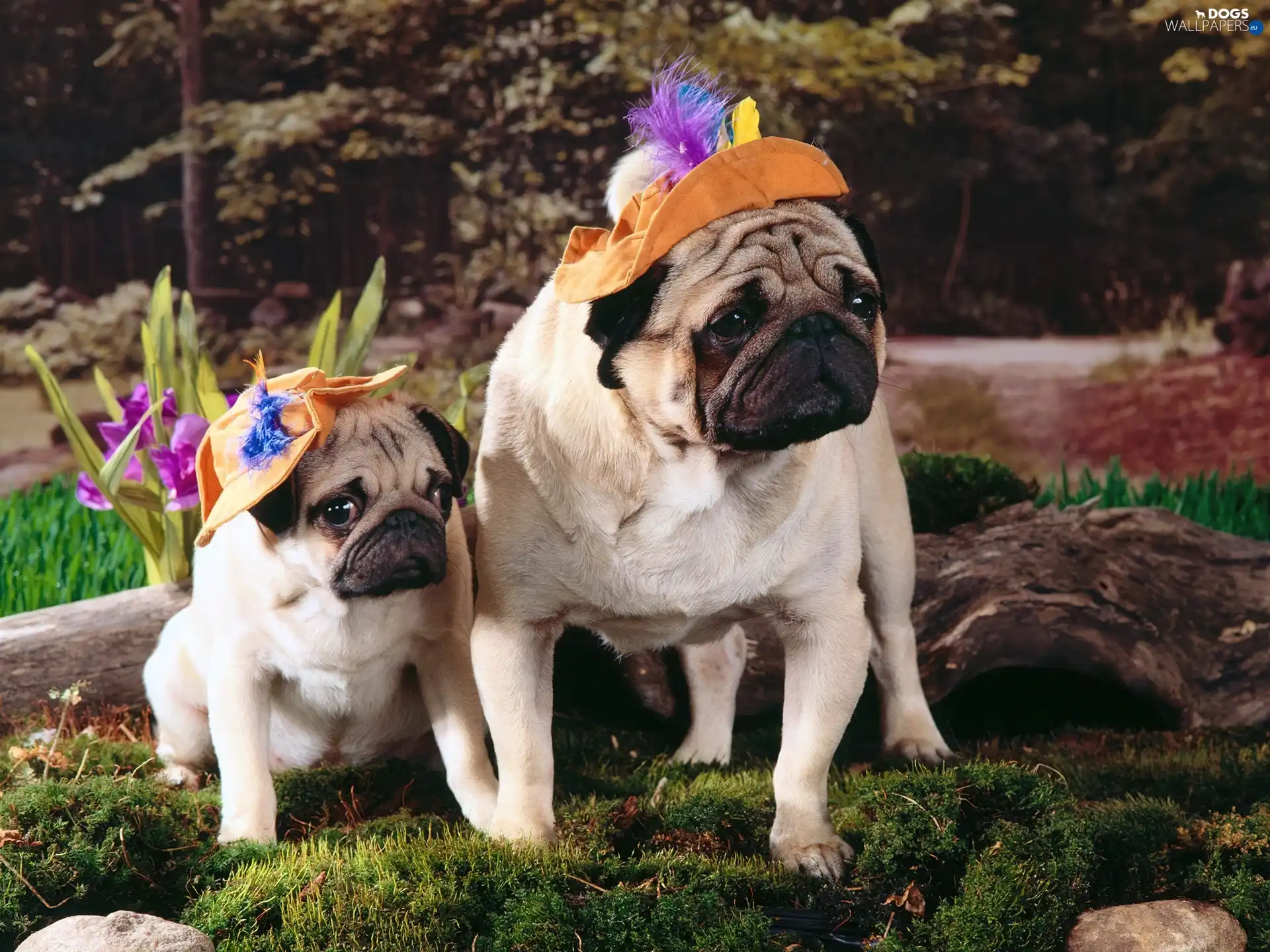 hats, grass, pugs