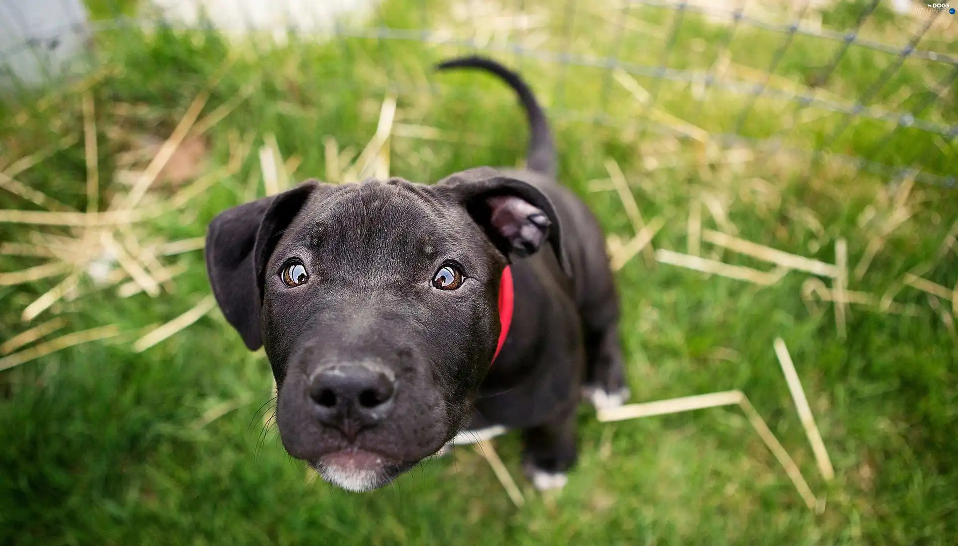 Head, grass, doggy
