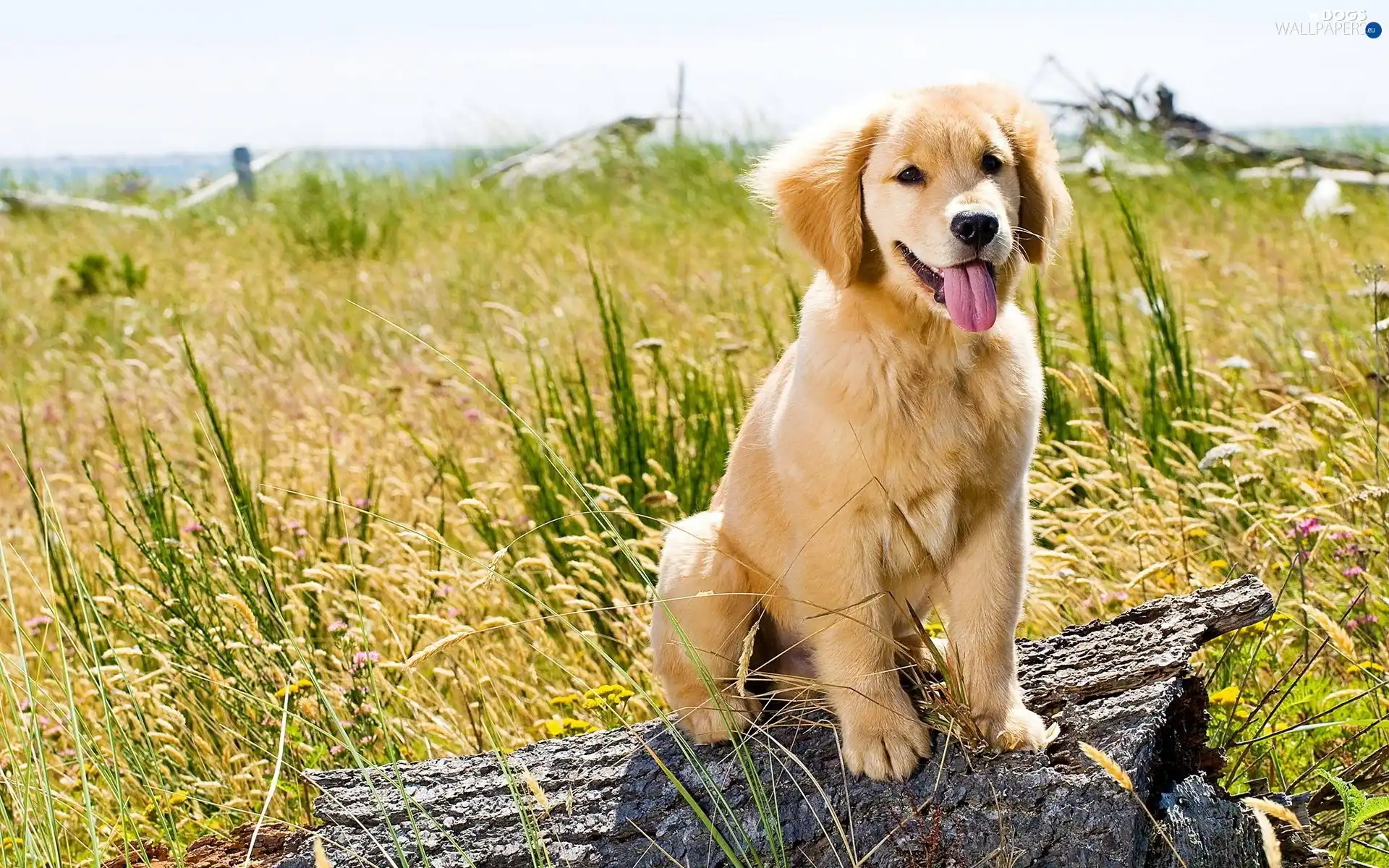 grass, Meadow, honeyed, Puppy