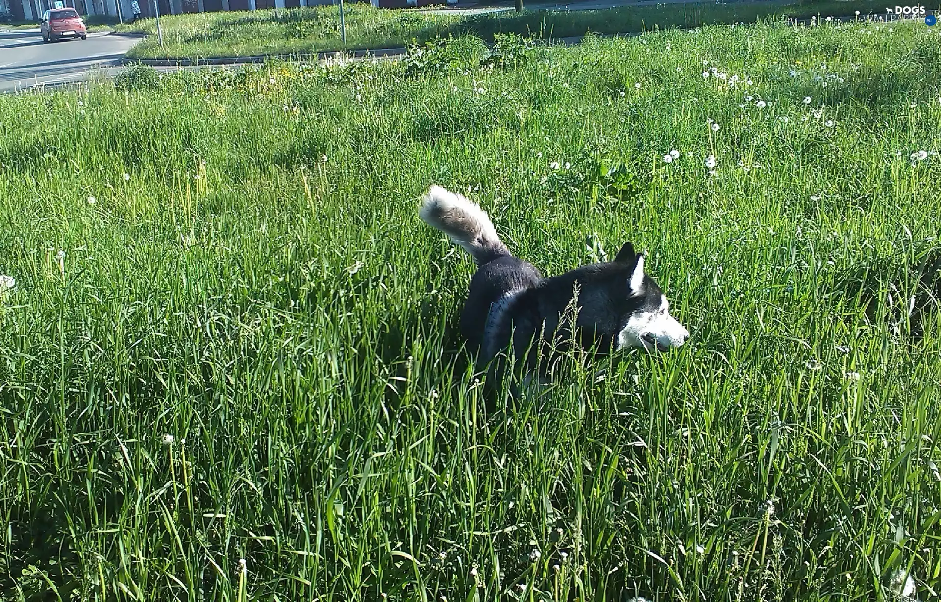 grass, dog, Husky