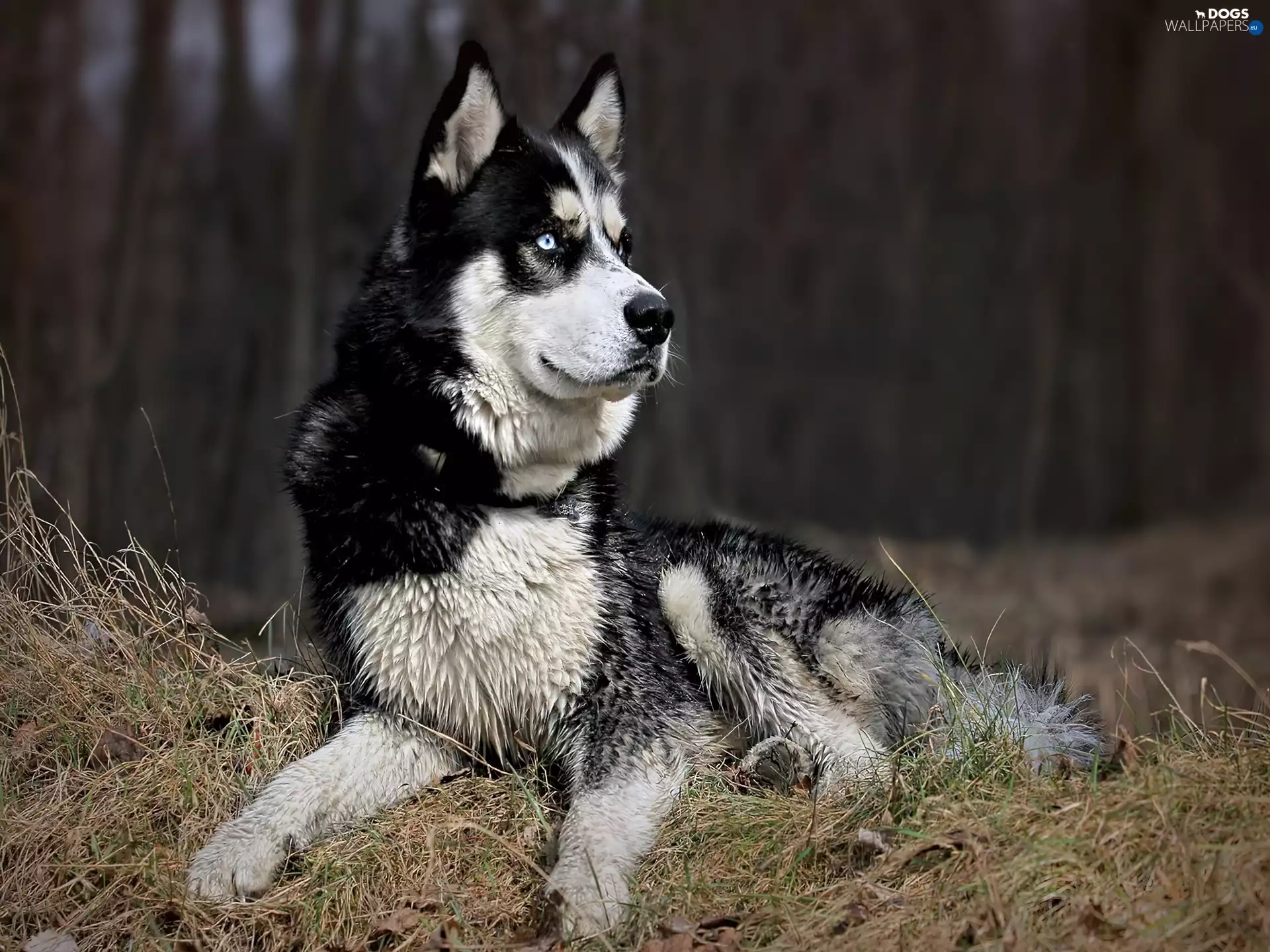 grass, vigilant, Husky