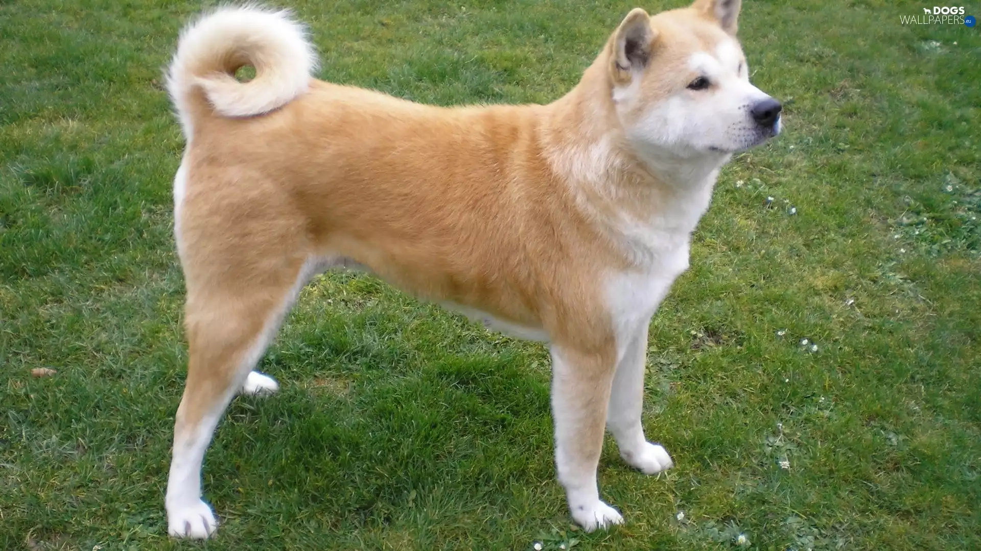 grass, Akita, Inu