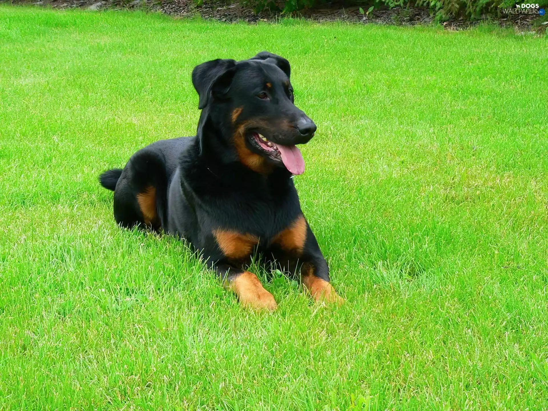 grass, Beauceron, juicy