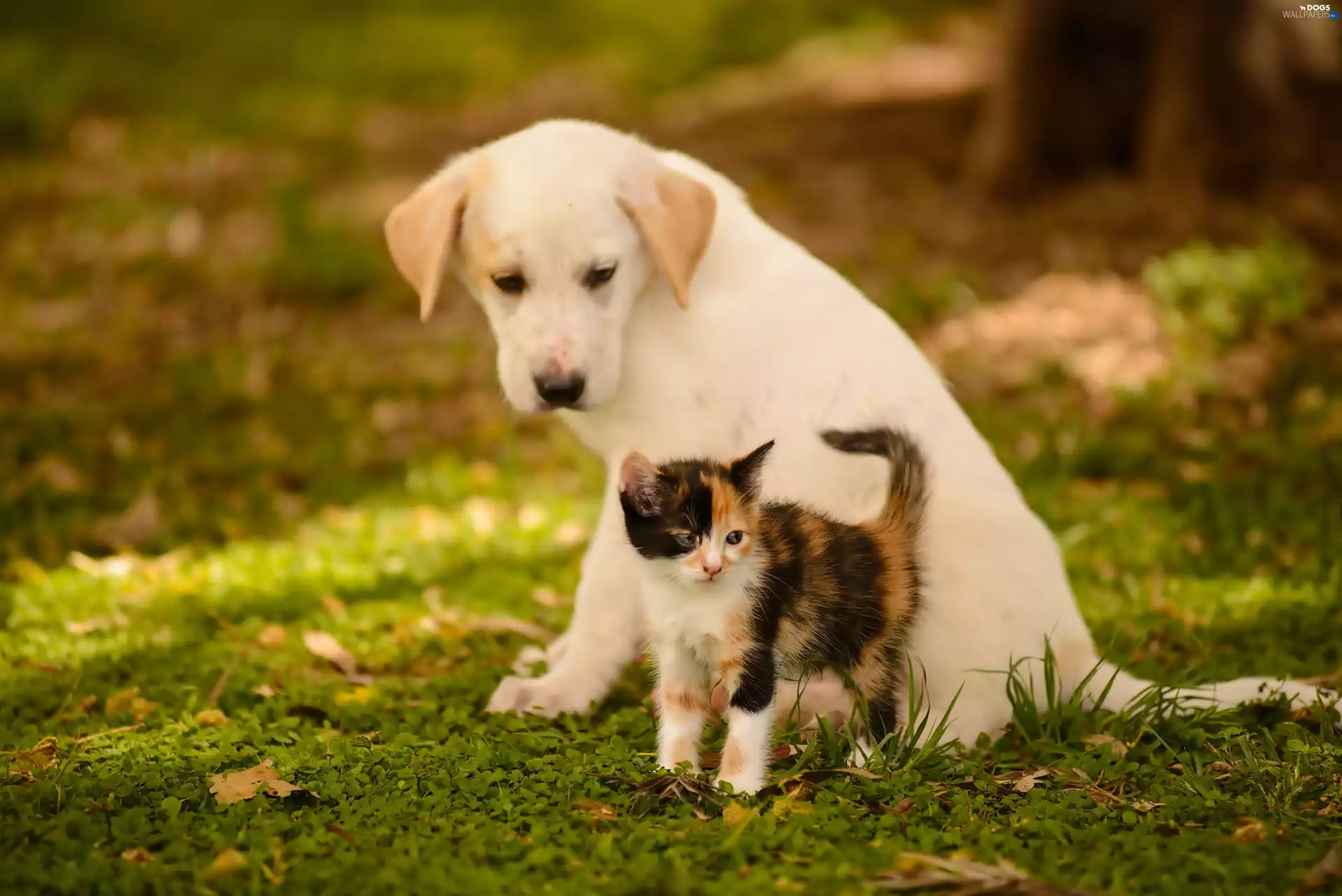 grass, Puppy, kitten
