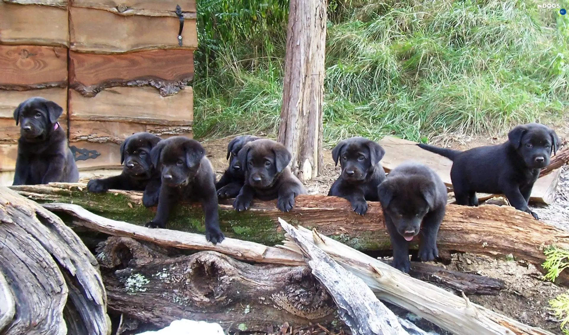 puppies, grass, Labradors Retrievers, Logs
