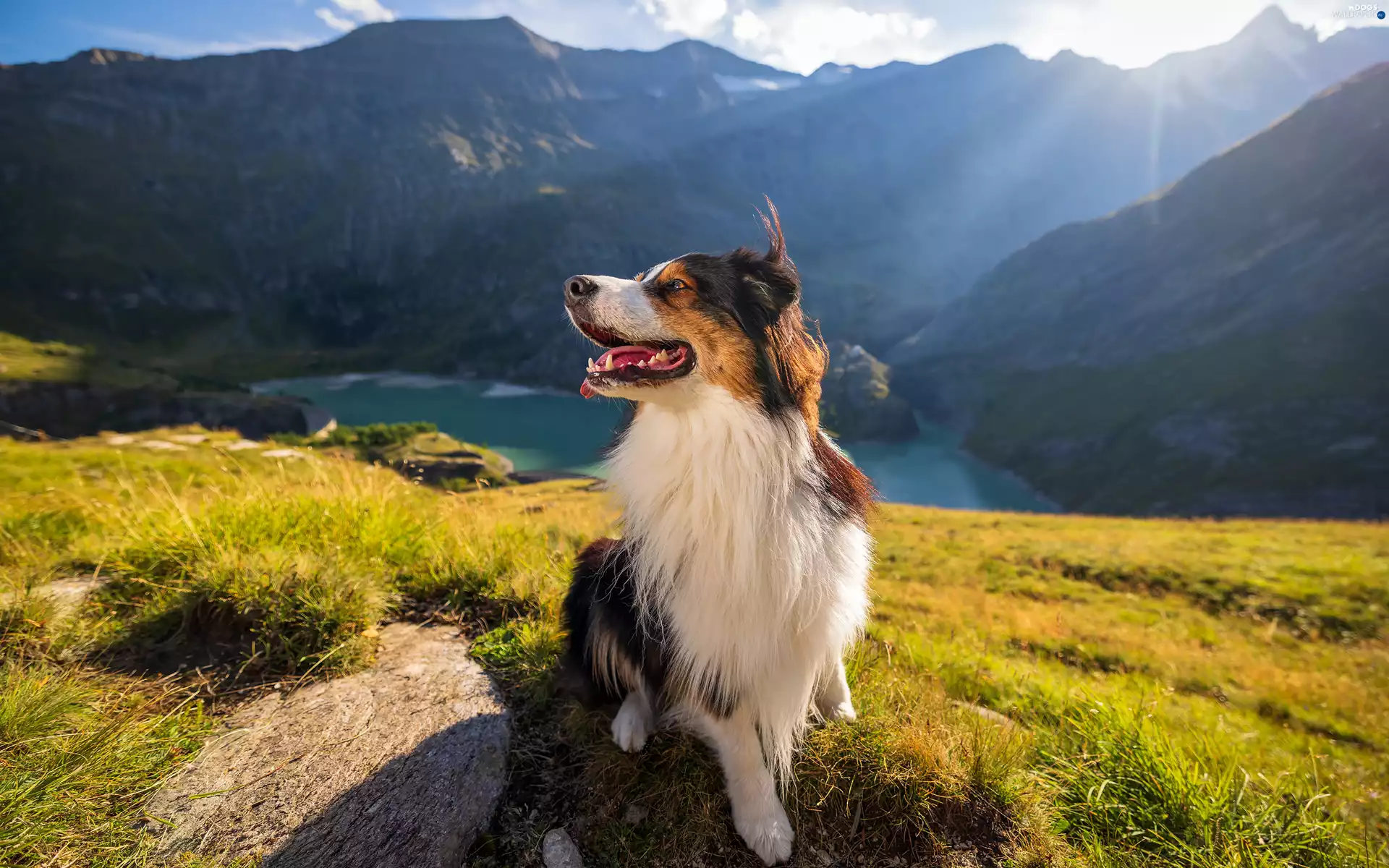 Mountains, dog, lake, grass, rays, Australian Shepherd