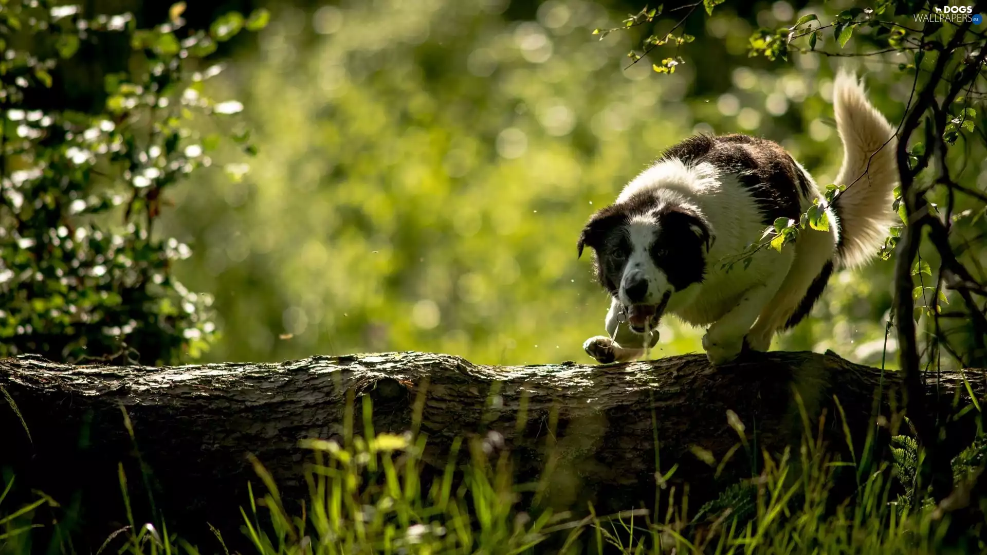grass, dog, log