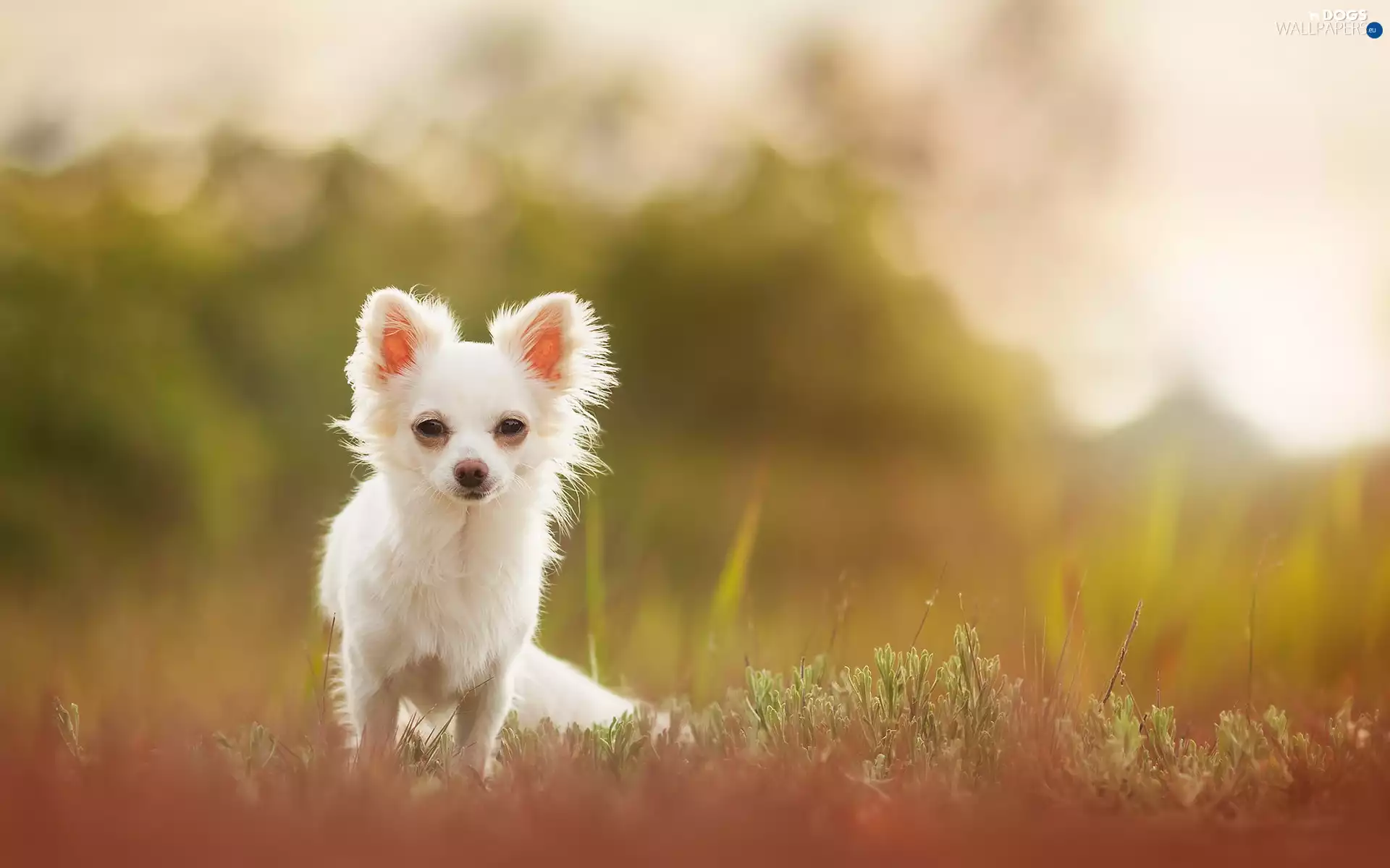 Long-haired Chihuahua, grass