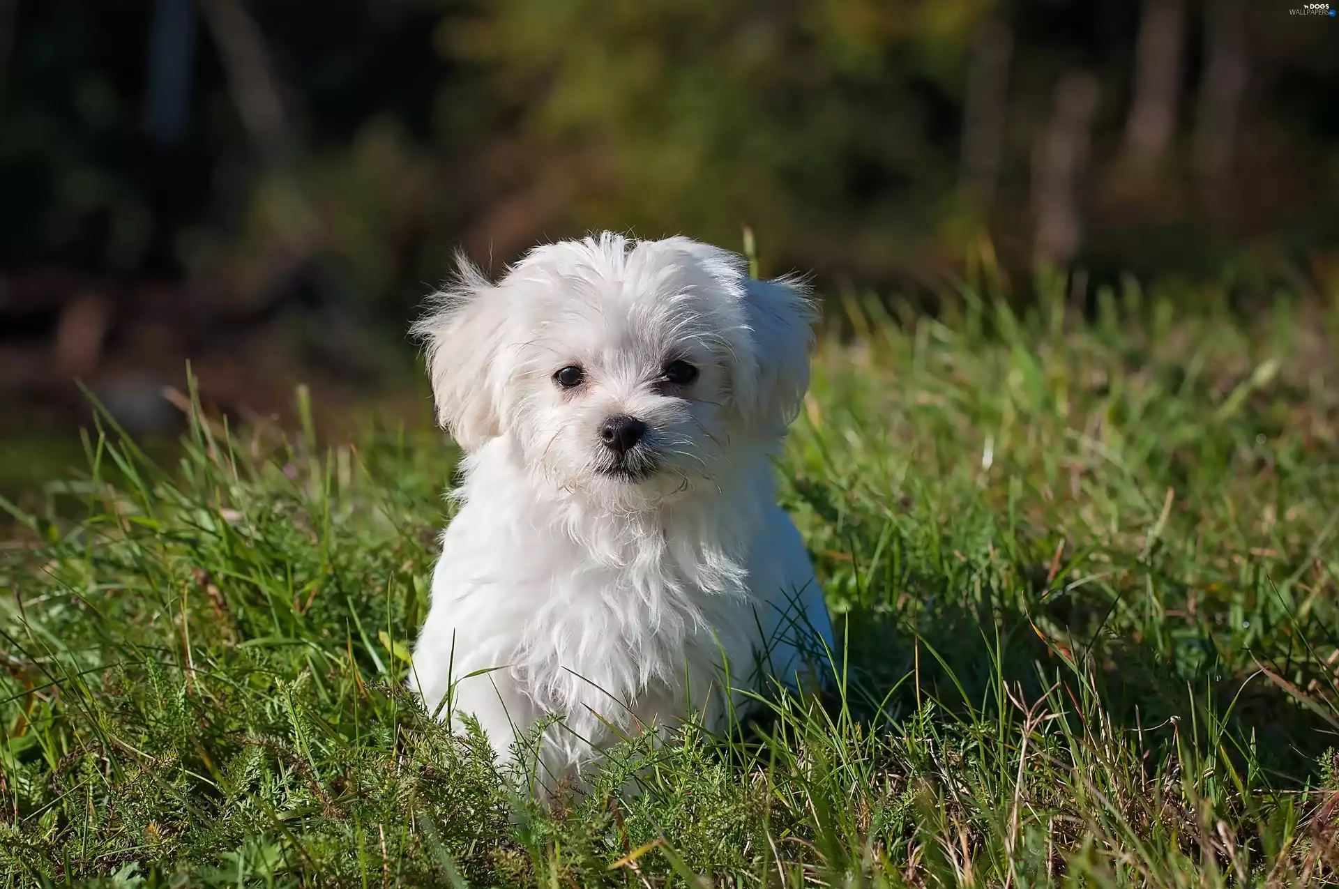 grass, puppie, Maltese