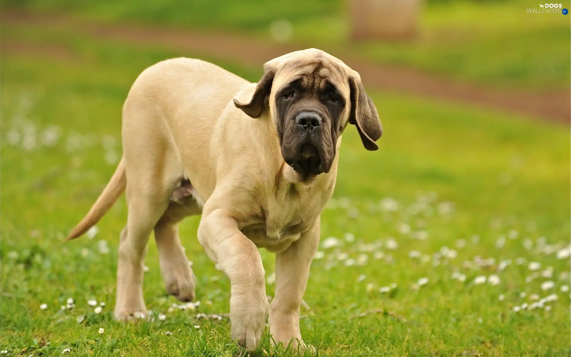 mastiff, grass, young