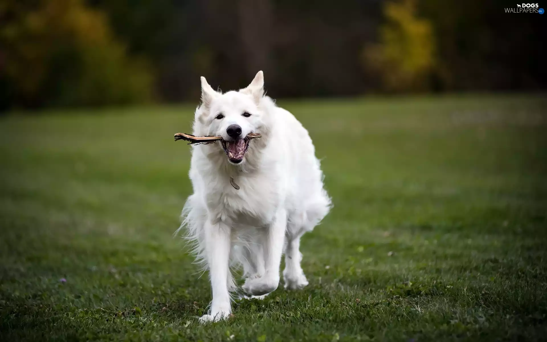 White Swiss Shepherd, grass, apport, Meadow