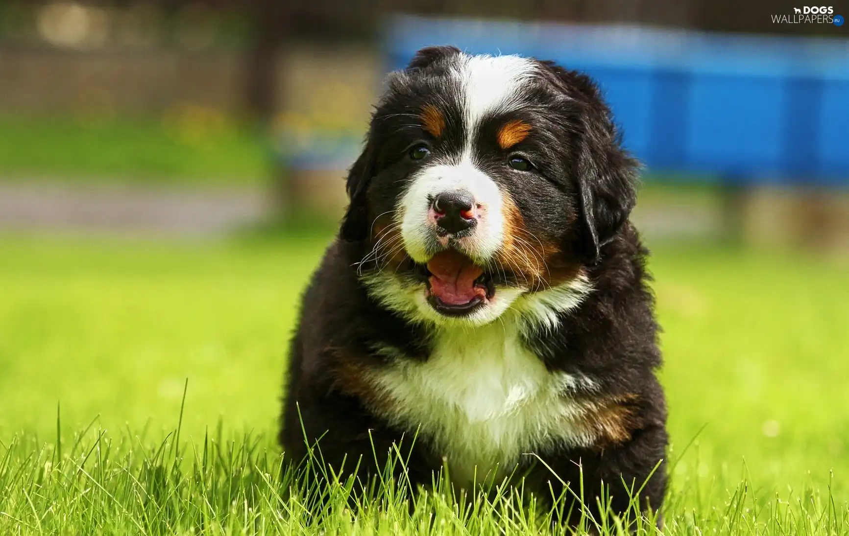 mouth, grass, doggy