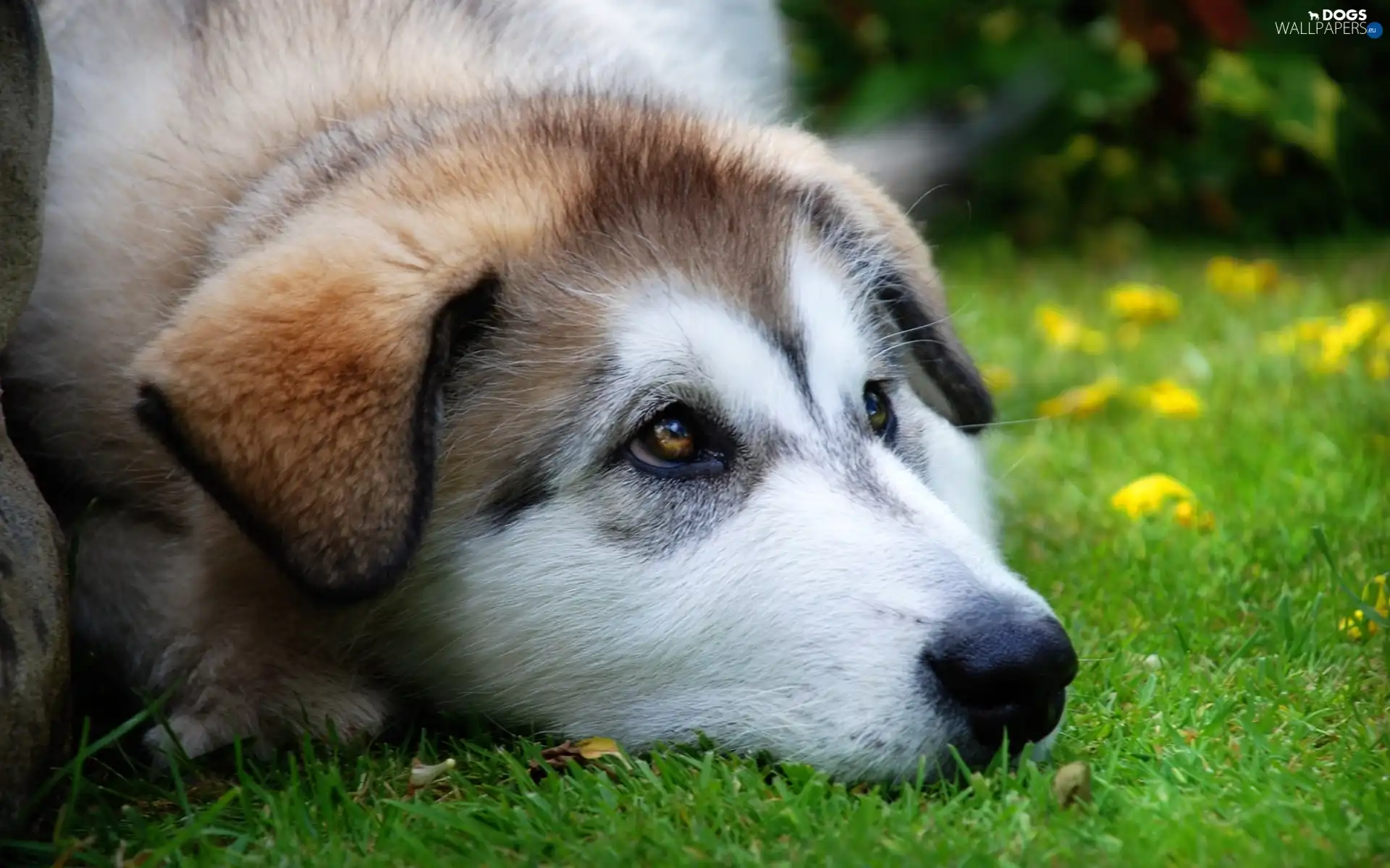 muzzle, grass, Puppy