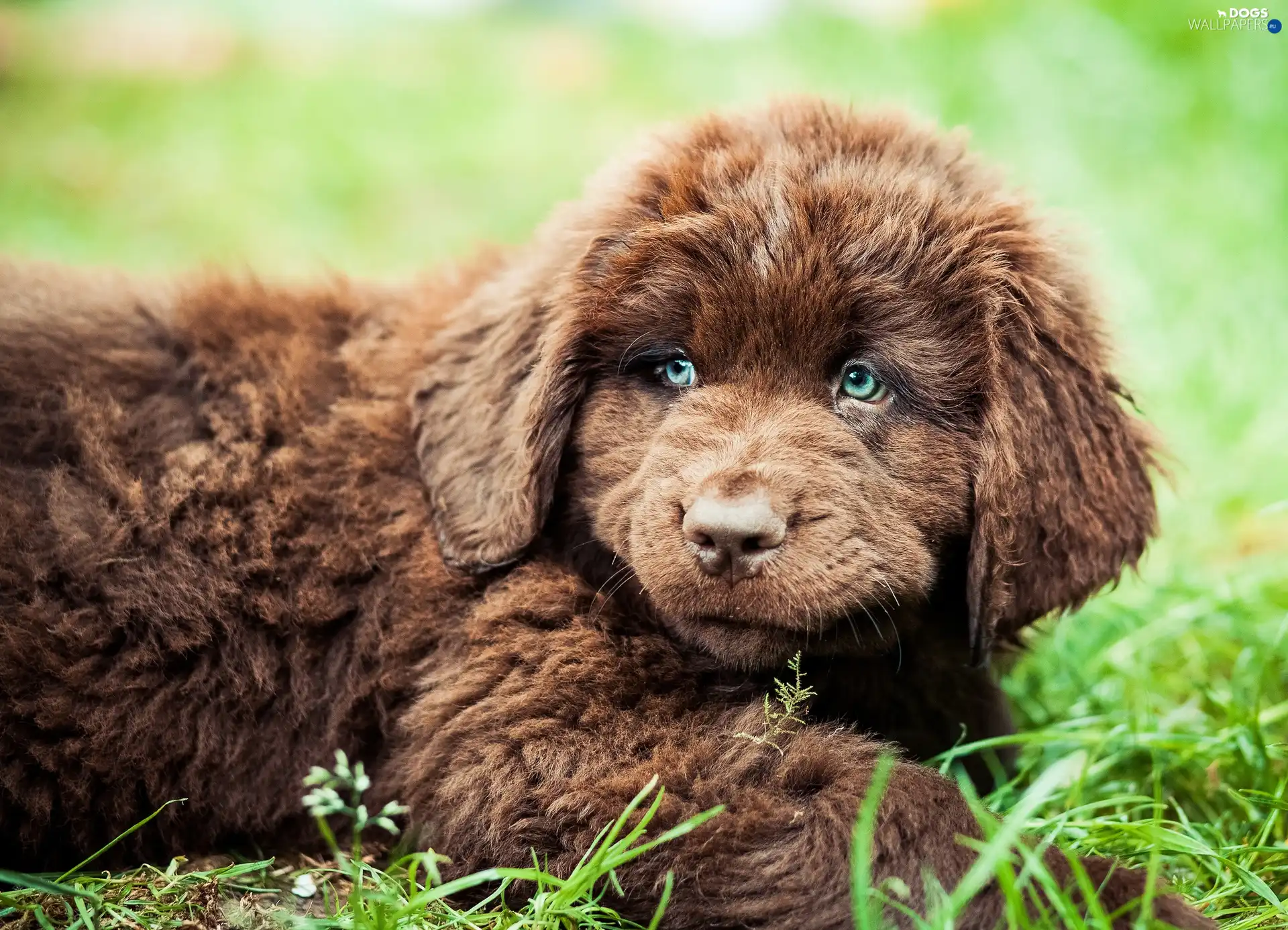 Nowofundland, doggy