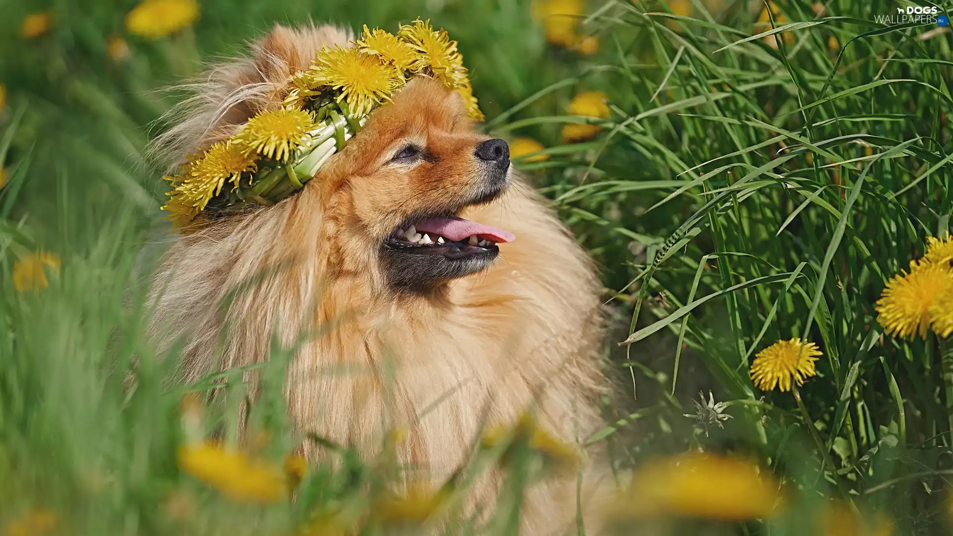 wreath, dog, nuns, grass, Flowers, Toy Spitz