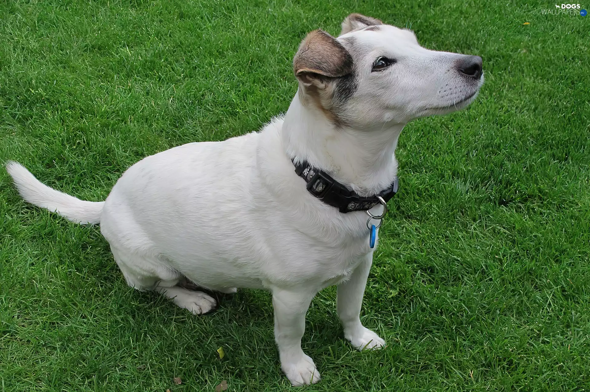 Parson Russell Terrier, grass