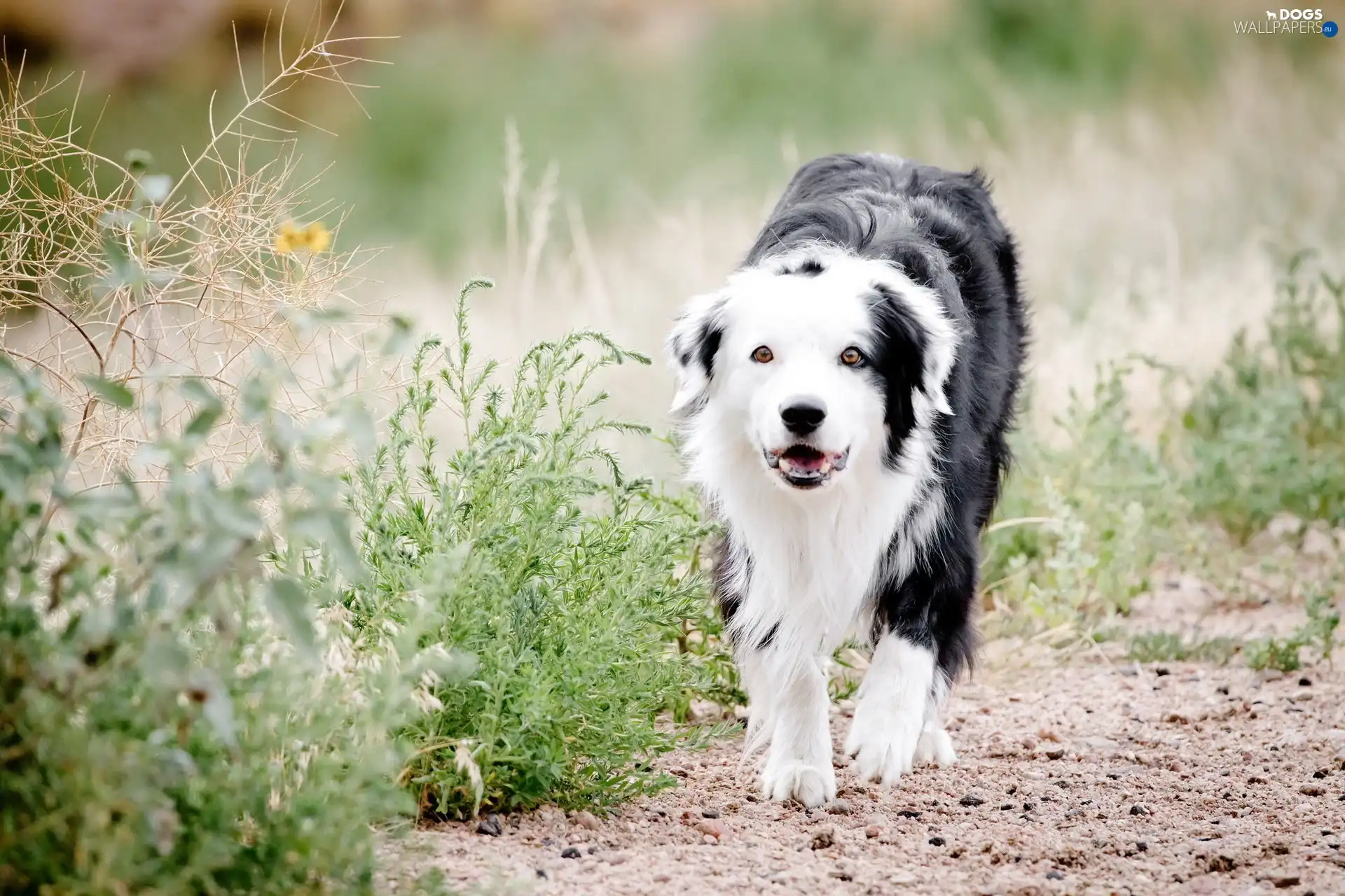 patch, grass, dog