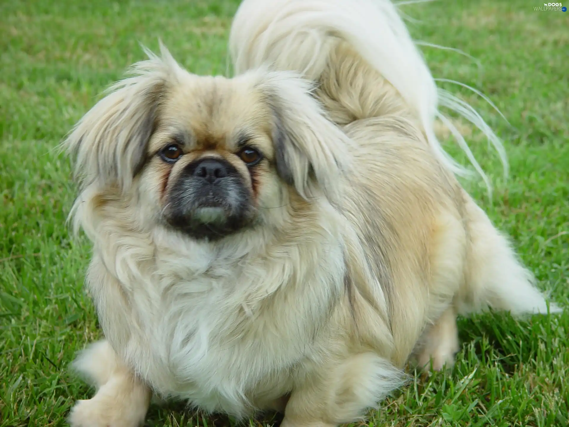 grass, pekinese