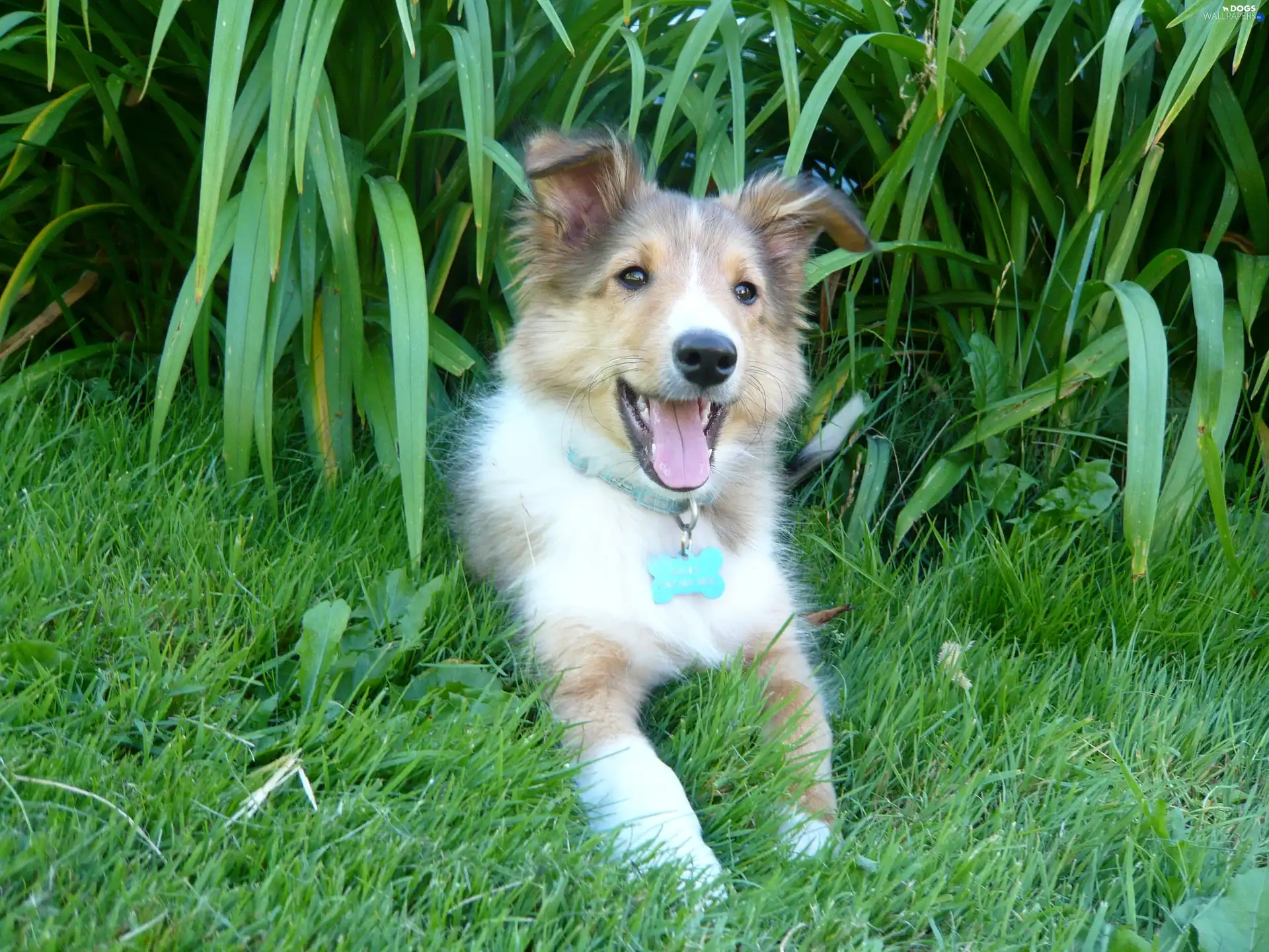 Pendant, grass, doggy