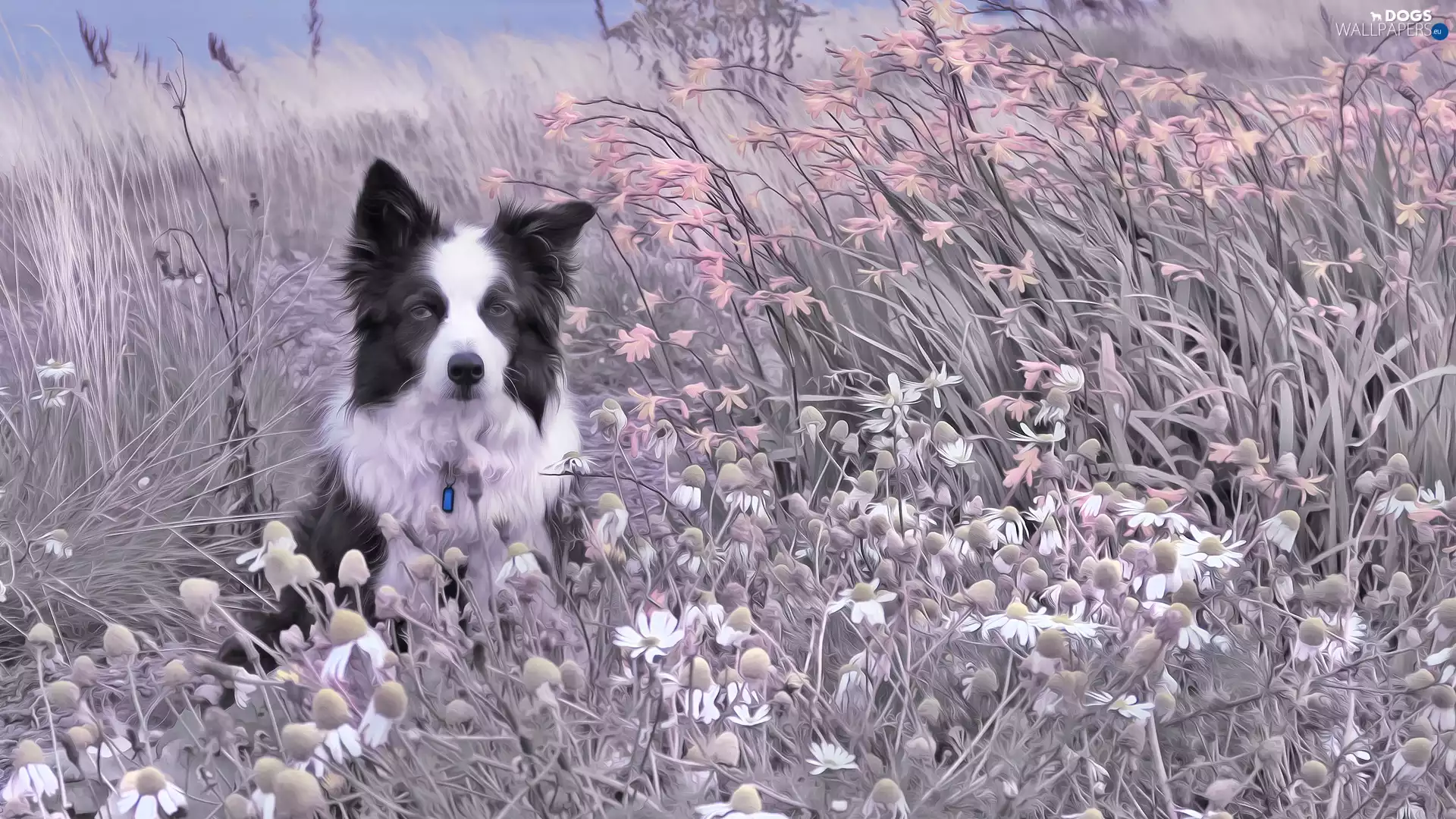 Meadow, dog, Plants, grass, Flowers, Border Collie