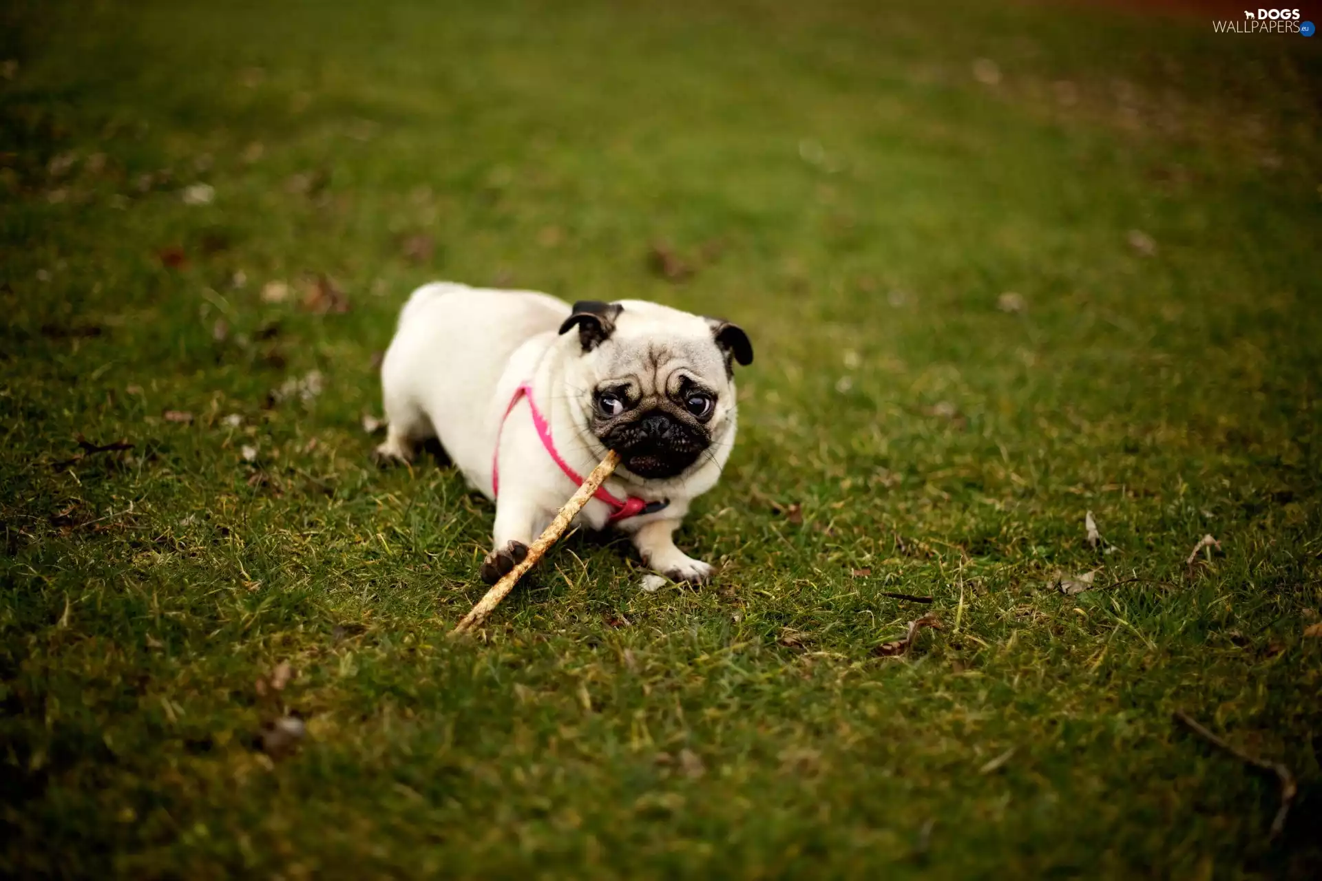 grass, pug