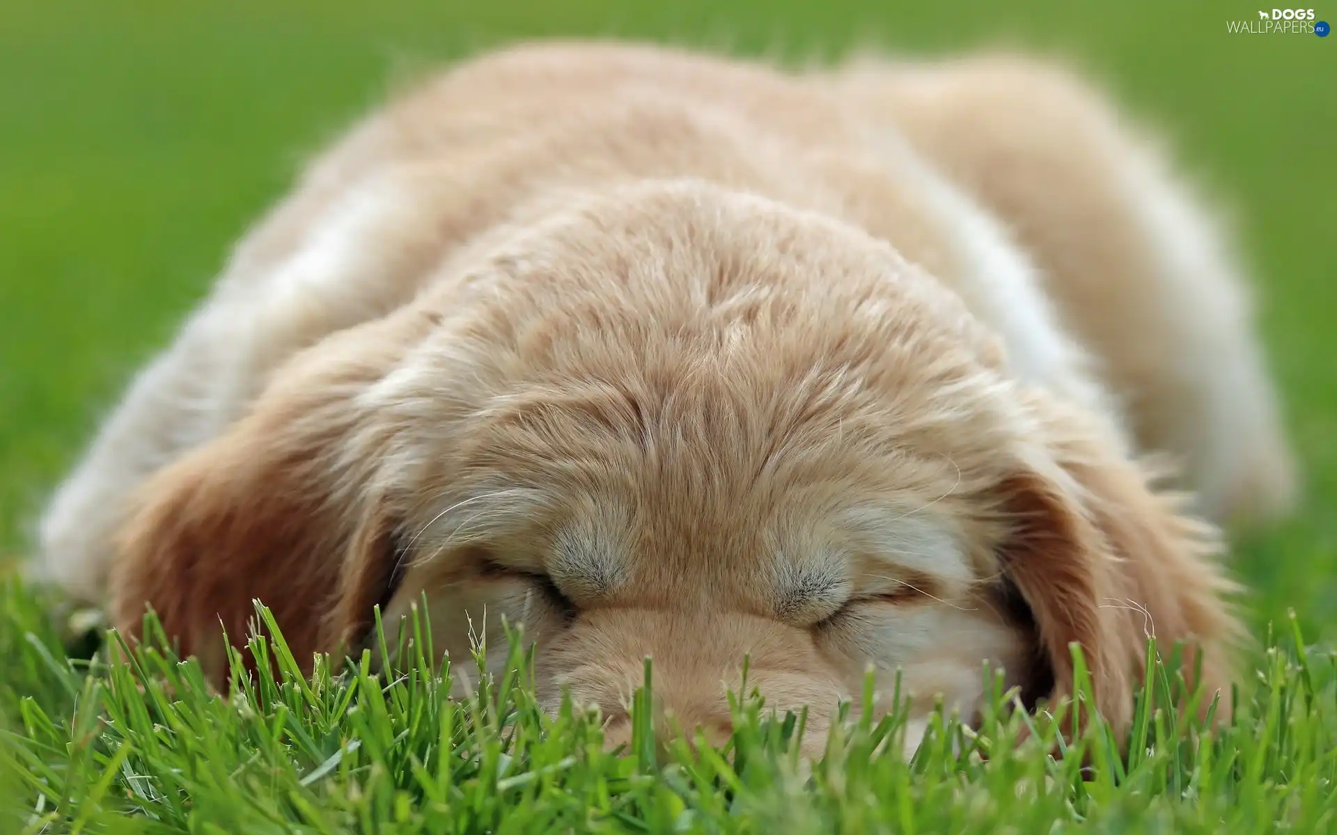 puppie, grass, sleepy