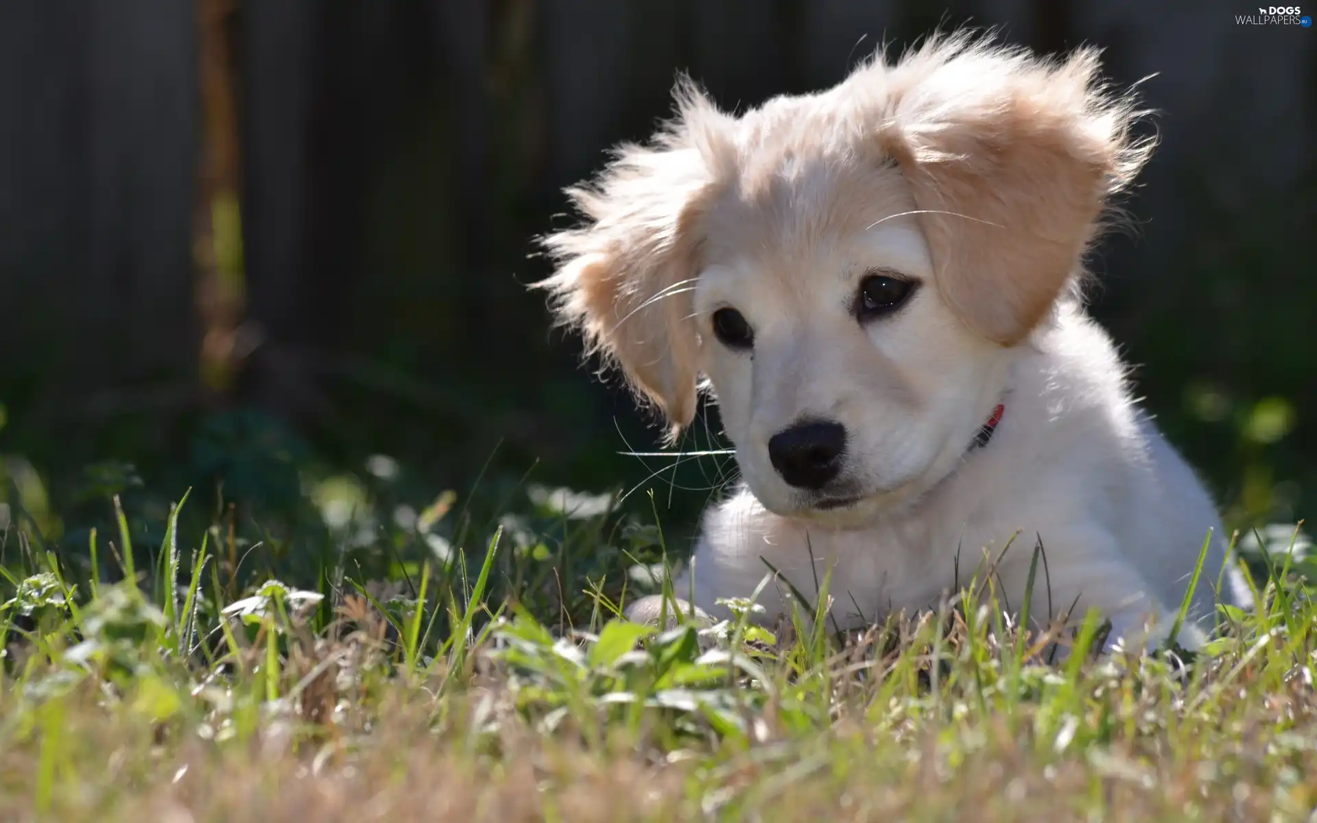 Golden Retriever, grass, White, puppie