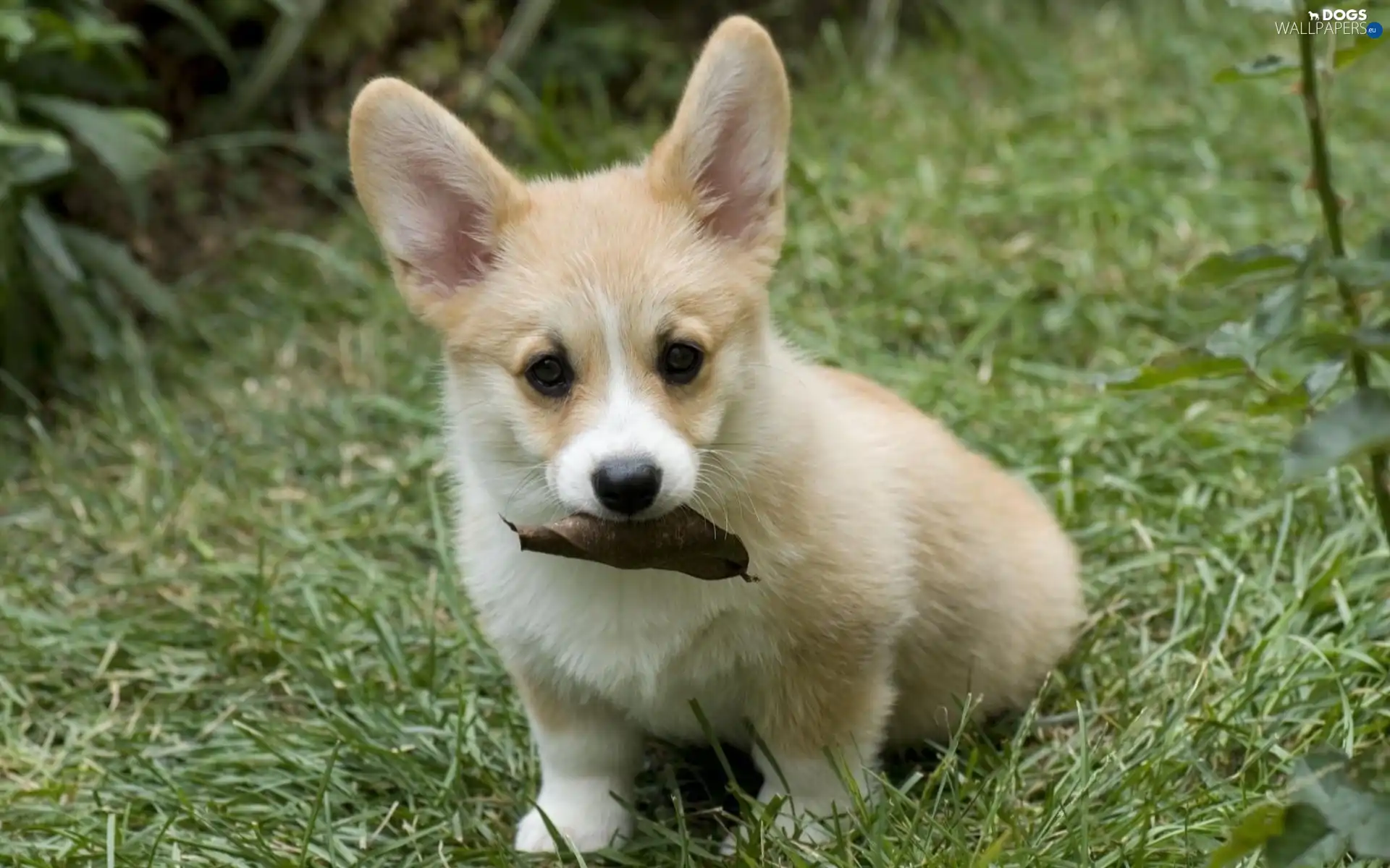 grass, puppie