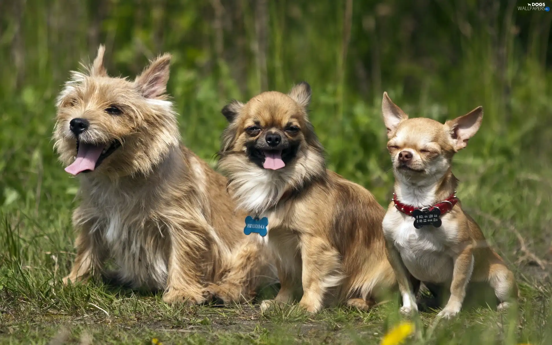 puppies, grass, Three